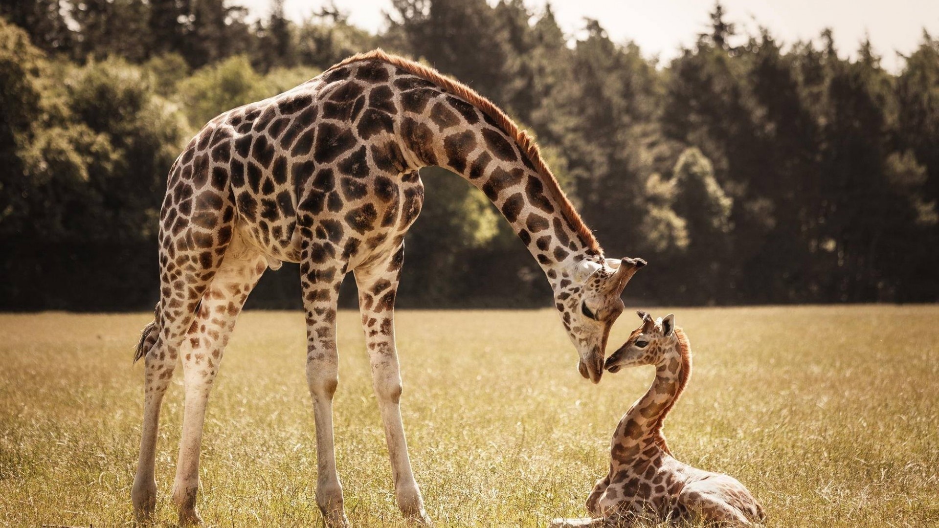 1920x1080 Baby Giraffe Images