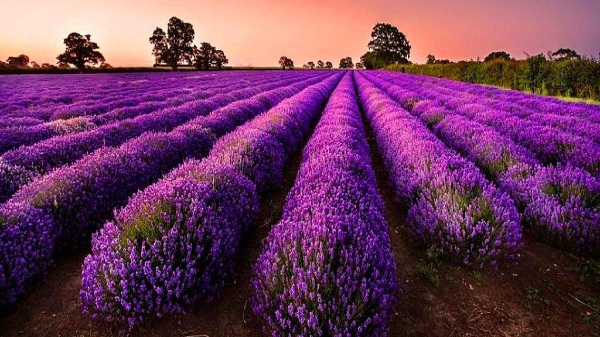1920x1080 Purple Tag - Nature Purple Flower Field Rows Lavender Fields Image for HD  16:9