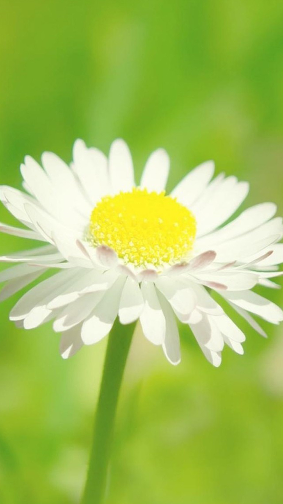 1080x1920 Pure Beautiful White Daisy Bloom Macro Blur iPhone 8 wallpaper