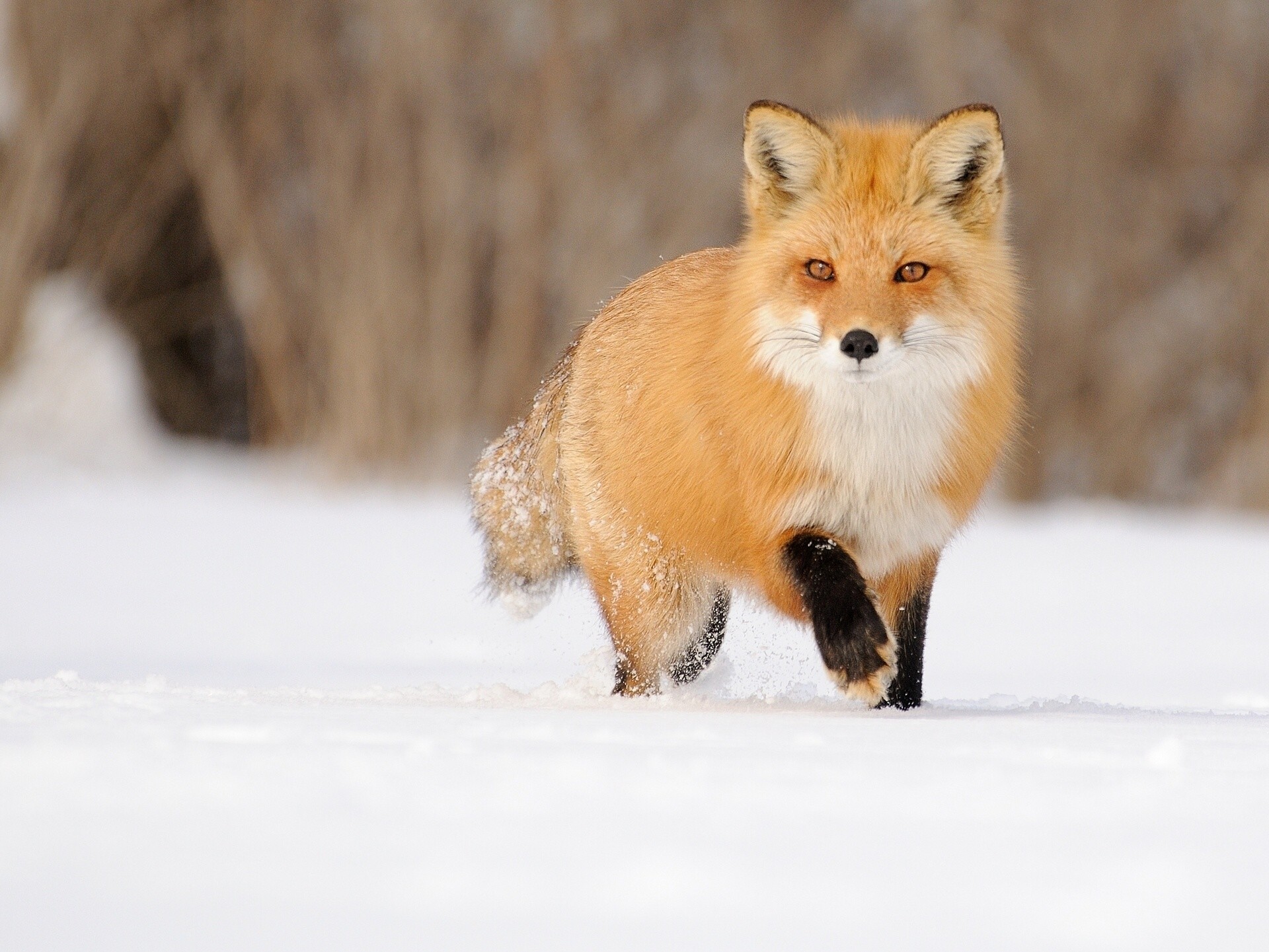 1920x1441 ... Red Fox (Vulpes Vulpes) Sits In The Snow Looking Up Stock .