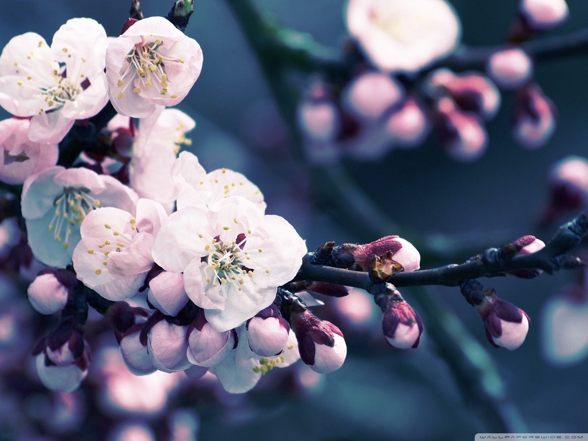 2048x1536 Flower : Close Up Of Cherry Blossom HD Desktop Wallpaper Free High .