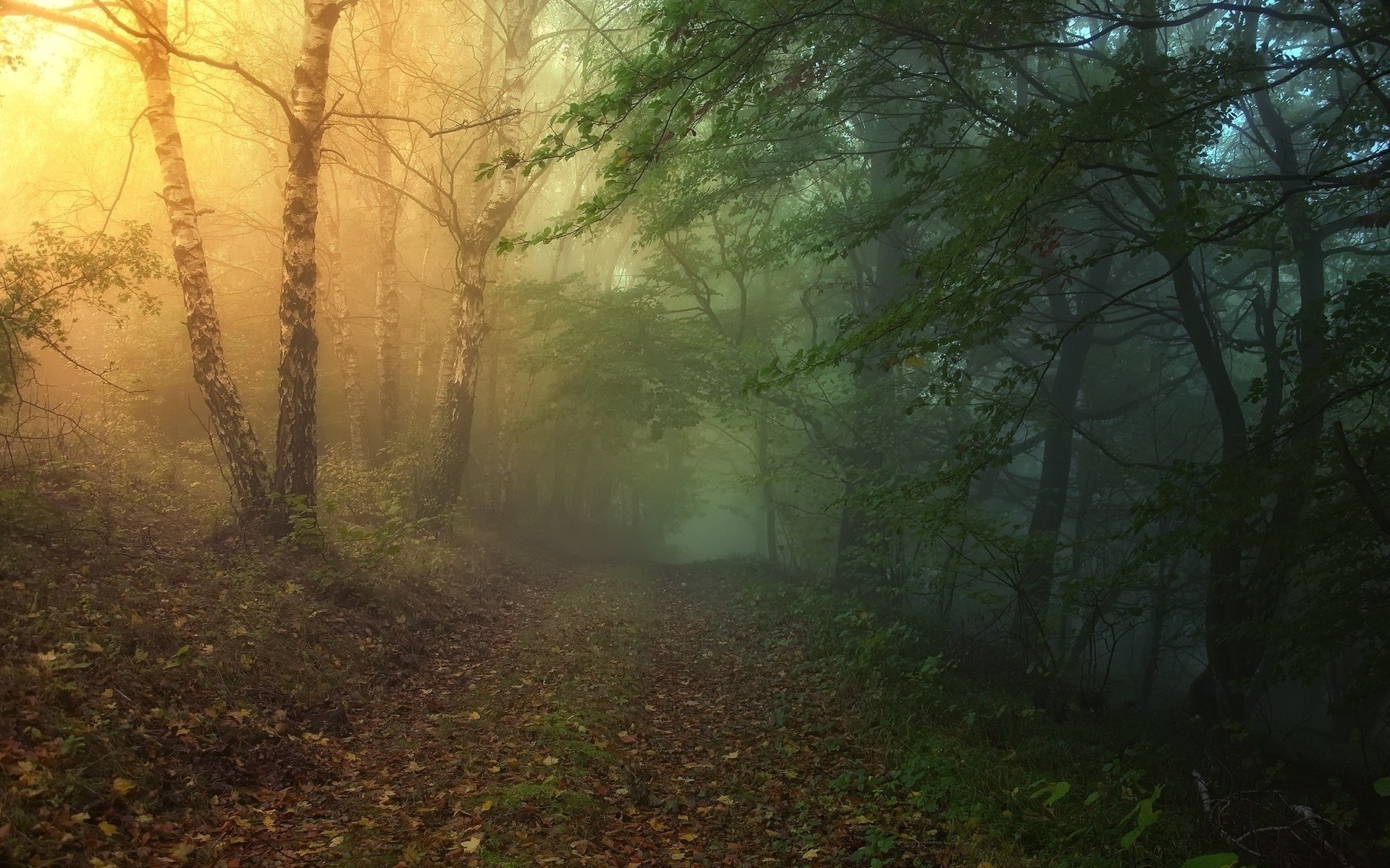 1920x1200 Magical Forest Path wallpapers and stock photos