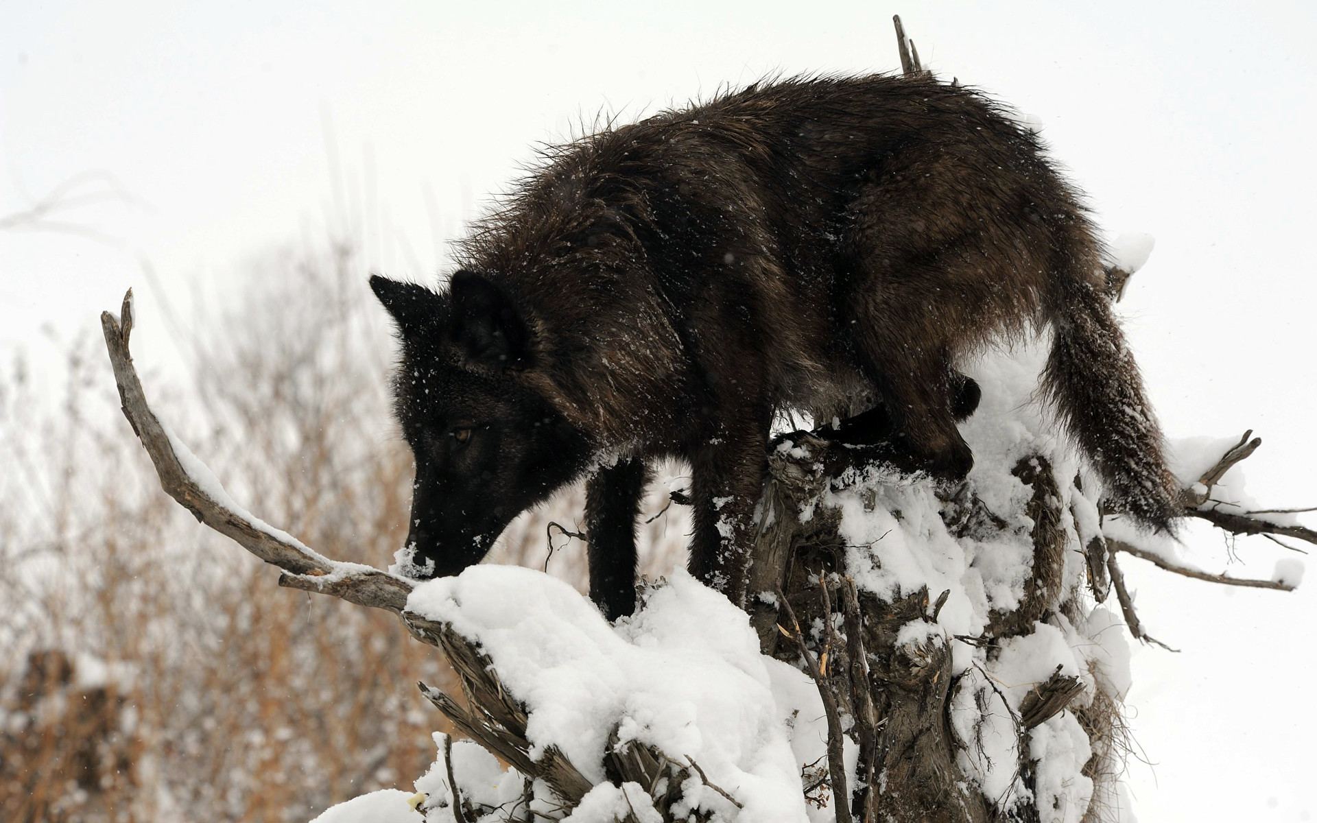 1920x1200 Download Free Black Wolf In Snow Wallpapers 