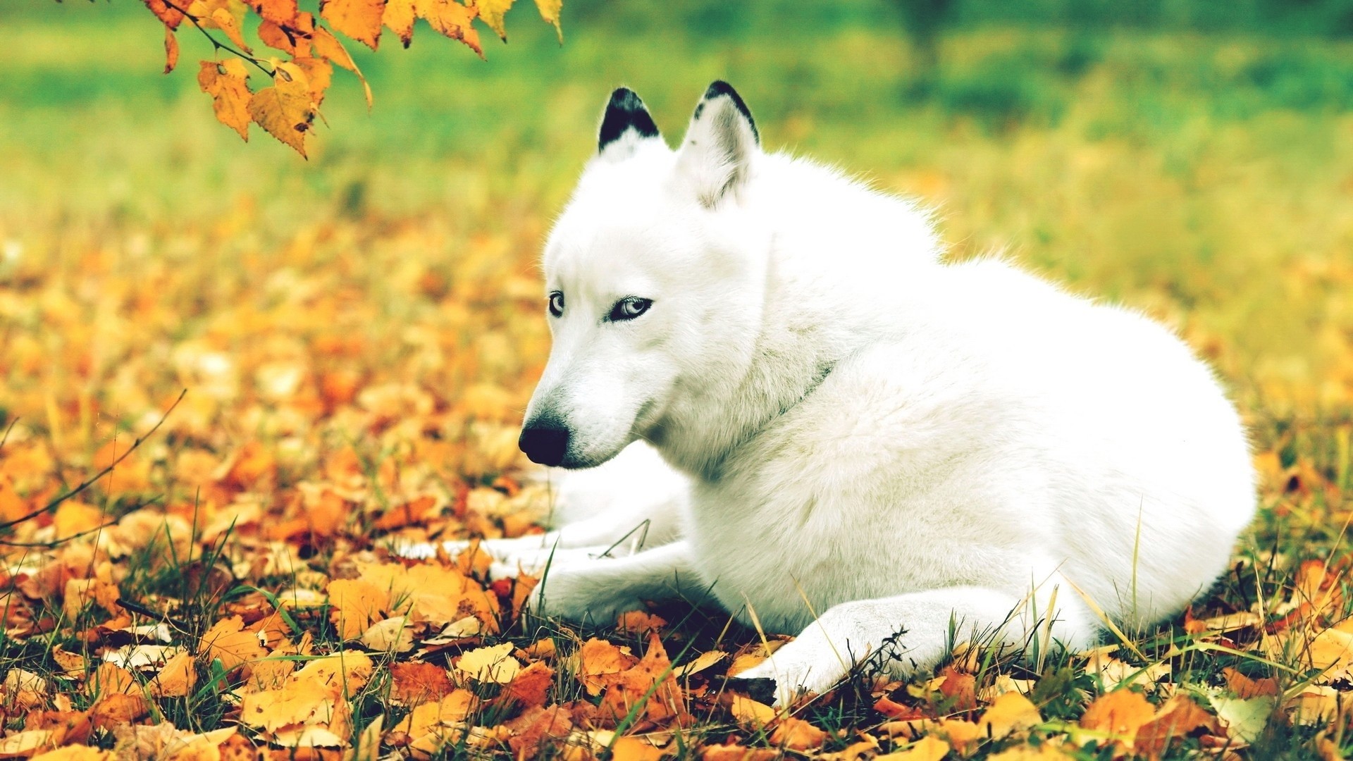 1920x1080 Nature Autumn Animals Husky Season Leaves Dogs Wallpapers Of And Puppies  Detail