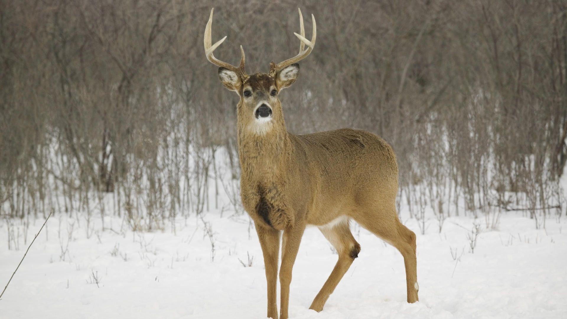 1920x1080 Wallpapers For > Whitetail Deer In Snow Wallpaper