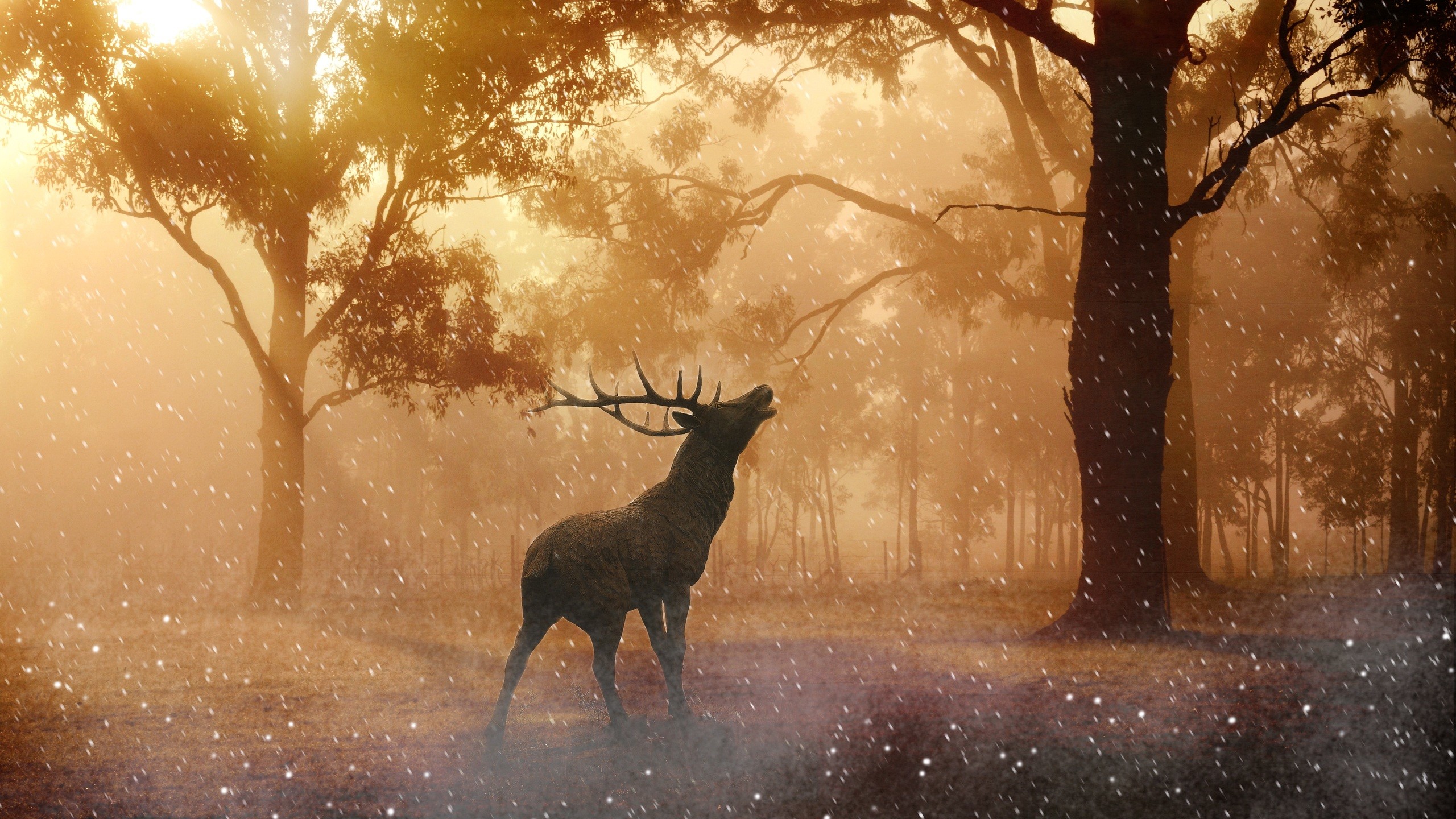 2560x1440 deer-wild-nature-forest-4k-wg.jpg