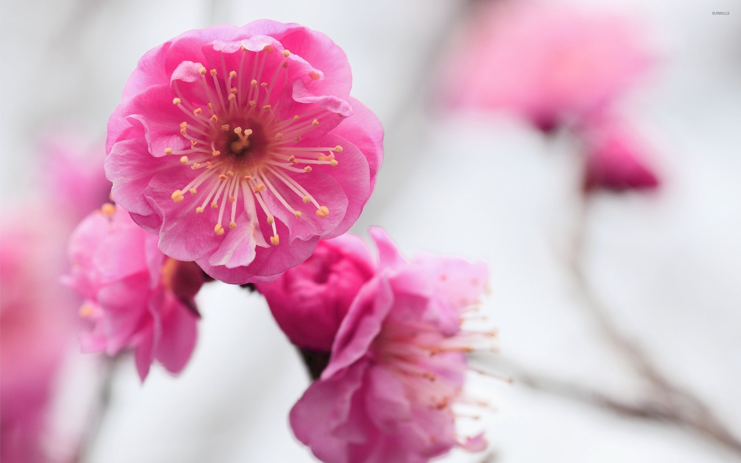 2560x1600 Shades of pink cherry blossoms wallpaper