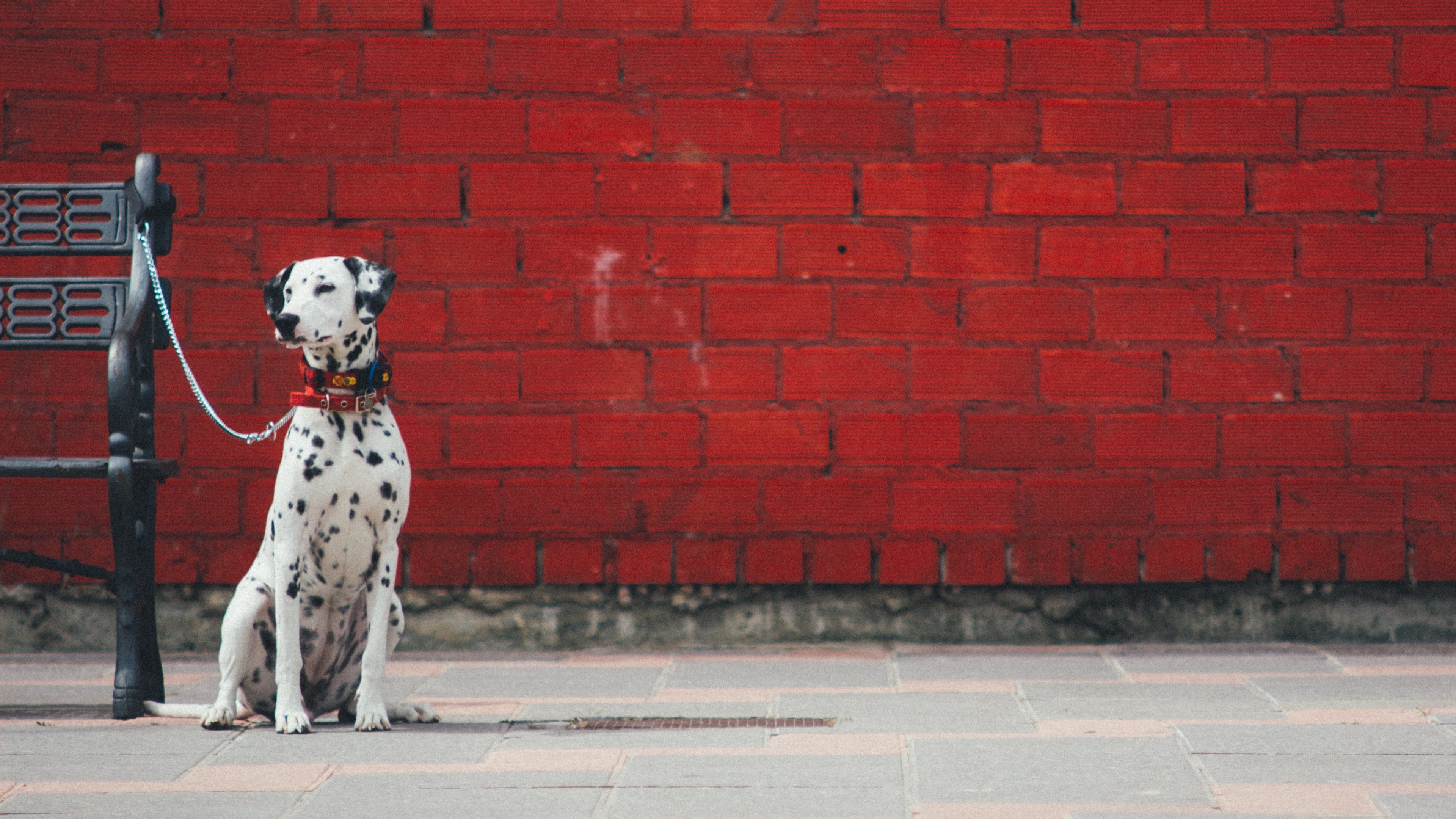 3840x2160 4K HD Wallpaper: Dalmatian Dog