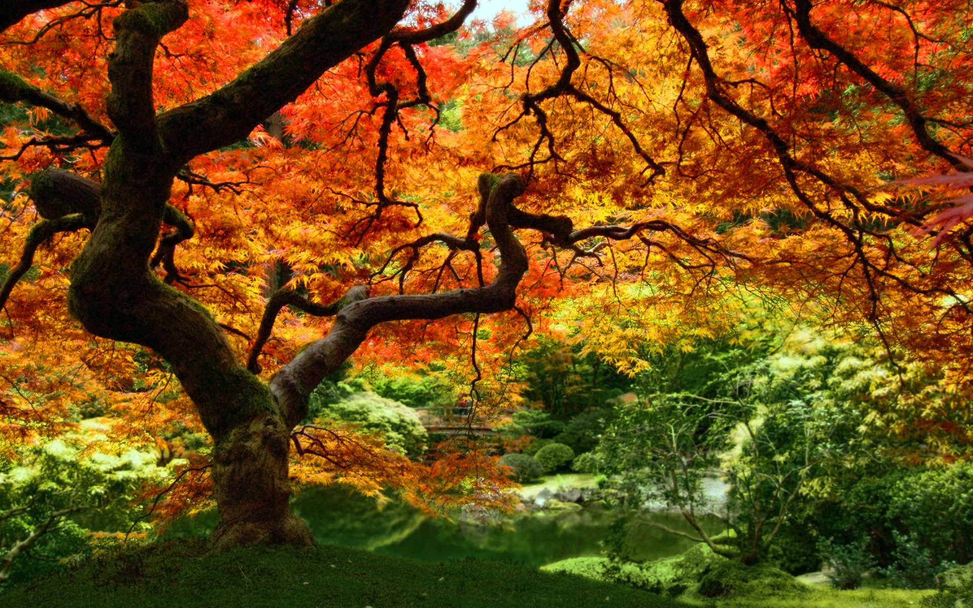 1920x1200 cool autumn leaves