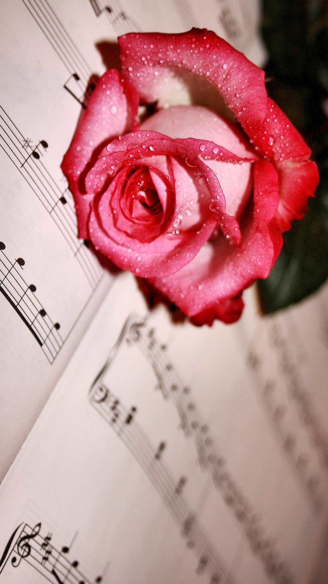 1080x1920 ... Dew Red Rose Lying Music Score iPhone 8 wallpaper.