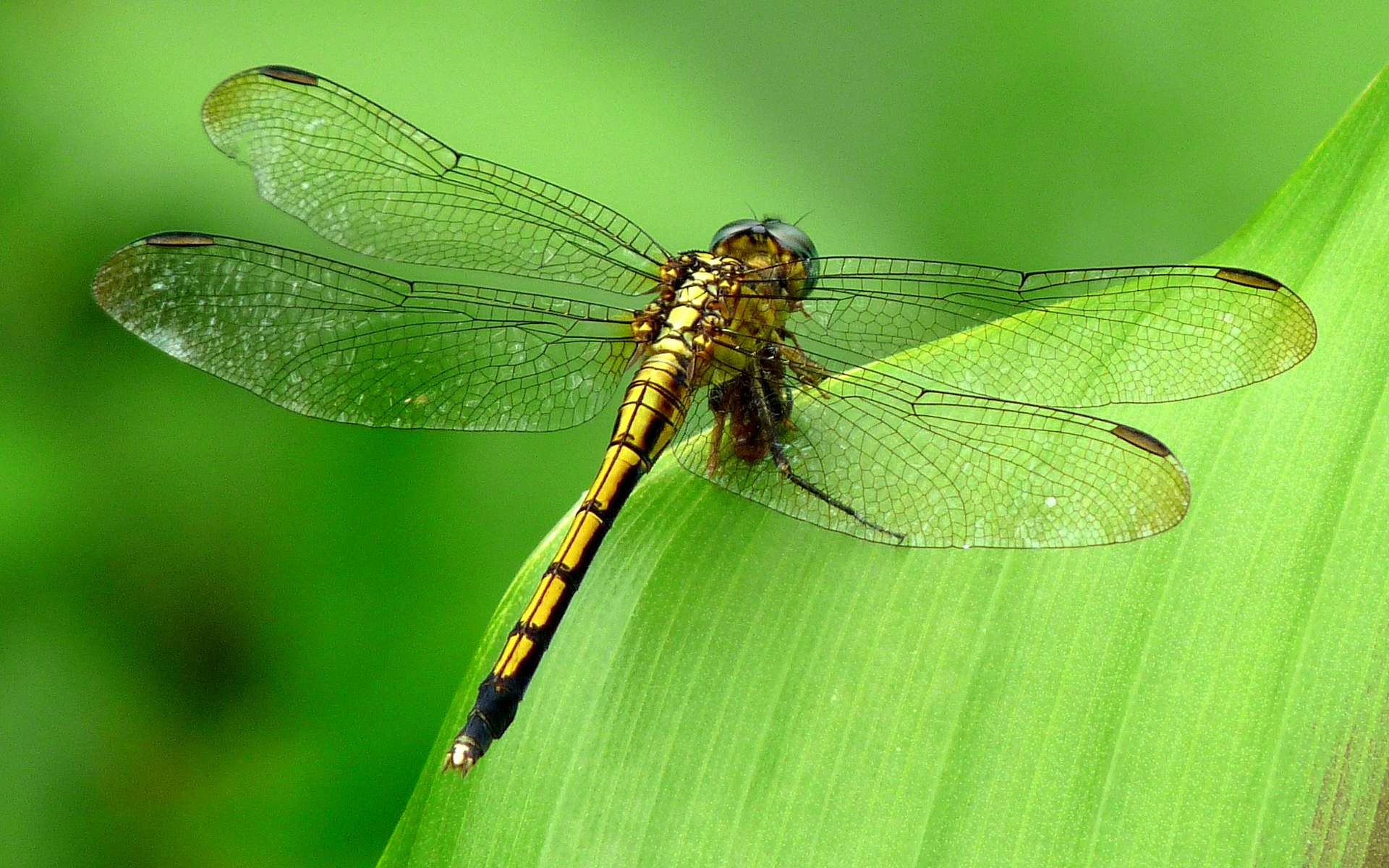 1920x1200 Dragonflies ID: 562092324 Wallpaper for Free - Adorable FHDQ Photo