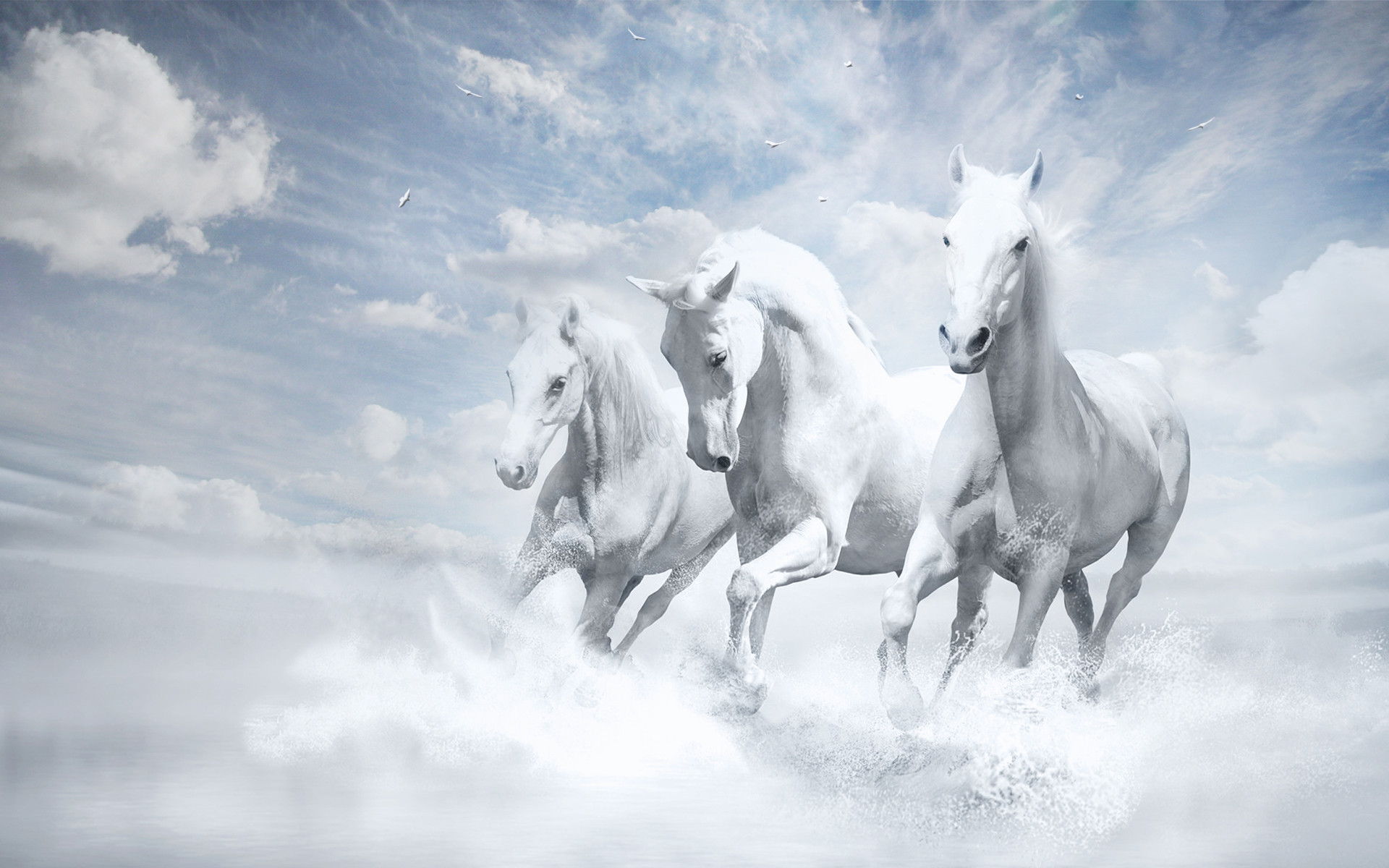 1920x1200 White Horses