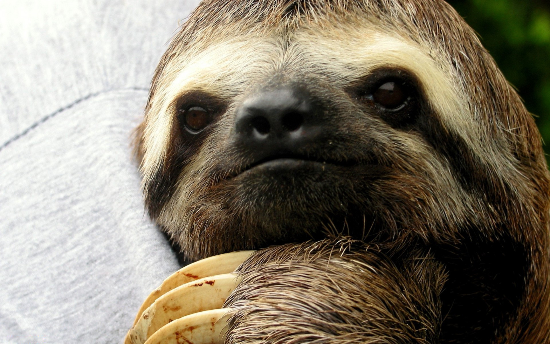1920x1200 Download Sloth HD Backgrounds Free | Groovy Wallpapers
