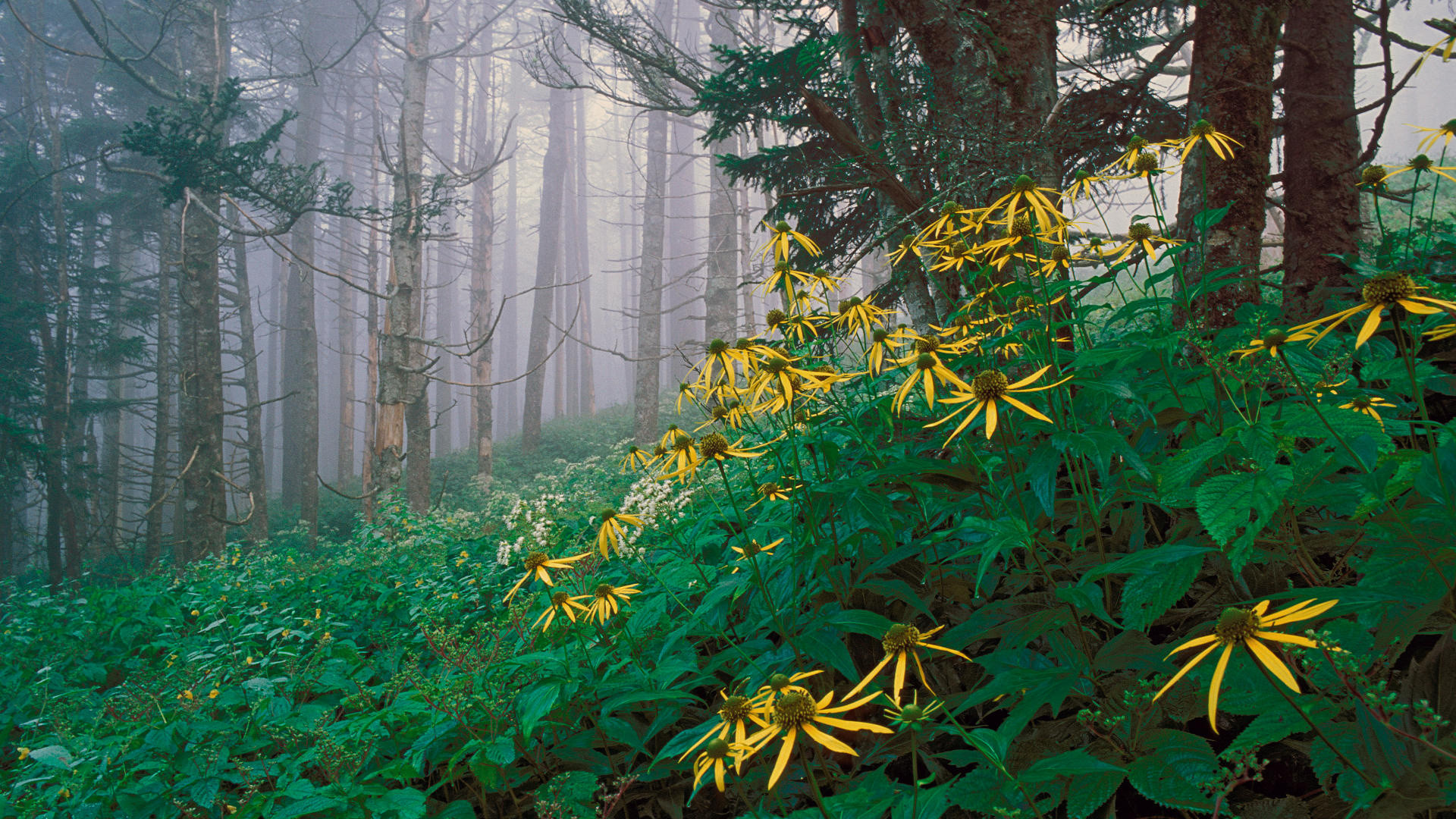 1920x1080 forest, flowers, fog, great smoky mountains, tennessee, north carolina , usa