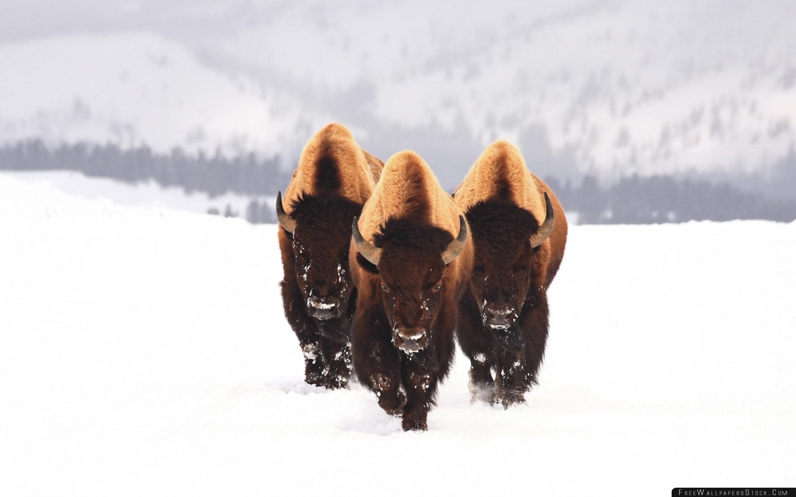 2560x1600 Bison Snow Animals Winter Three Wallpaper