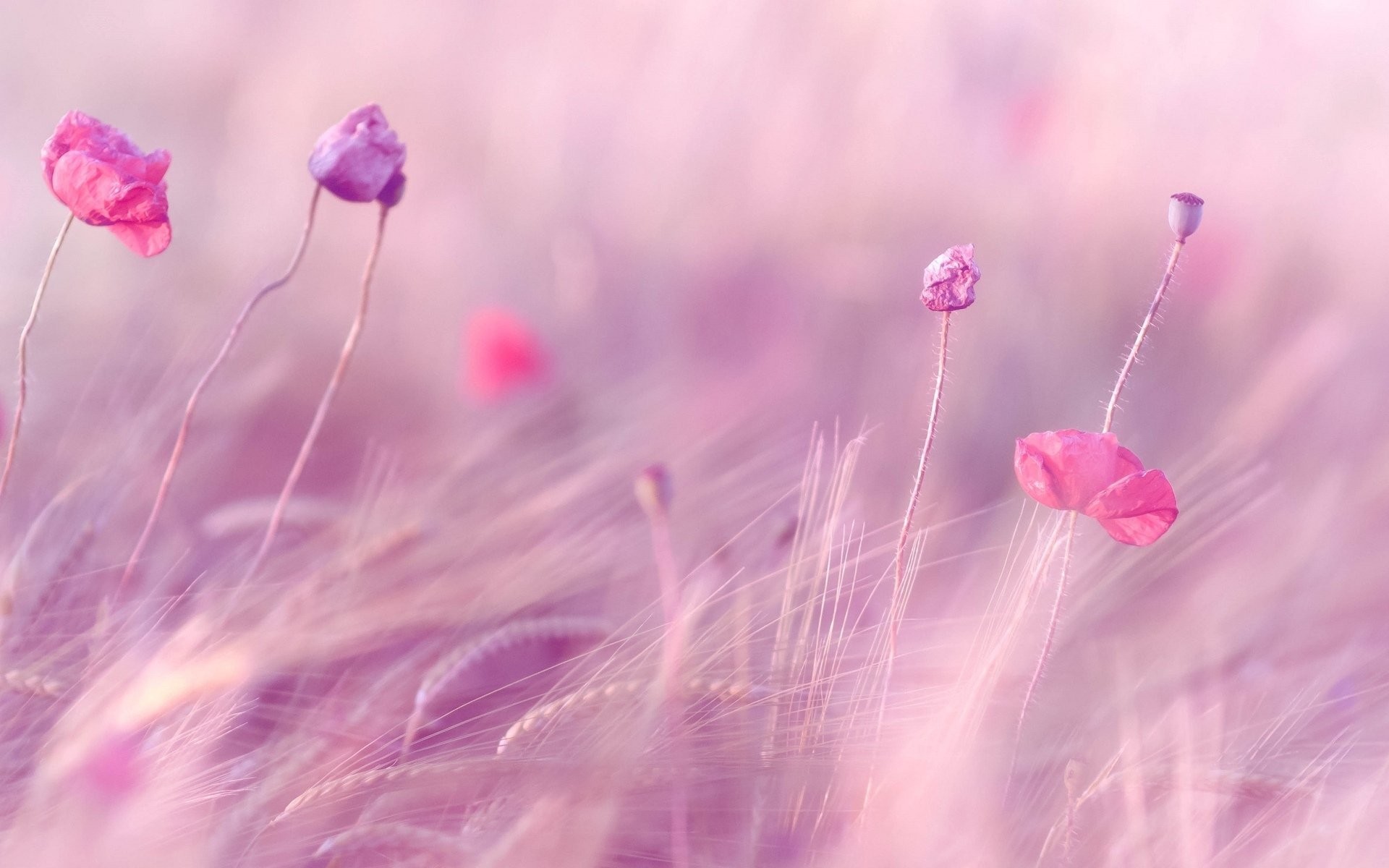 1920x1200 Flower Flowers Pink The Field Ears Wheat Rye Purple Field Background  Wallpaper Widescreen Full Screen Hd