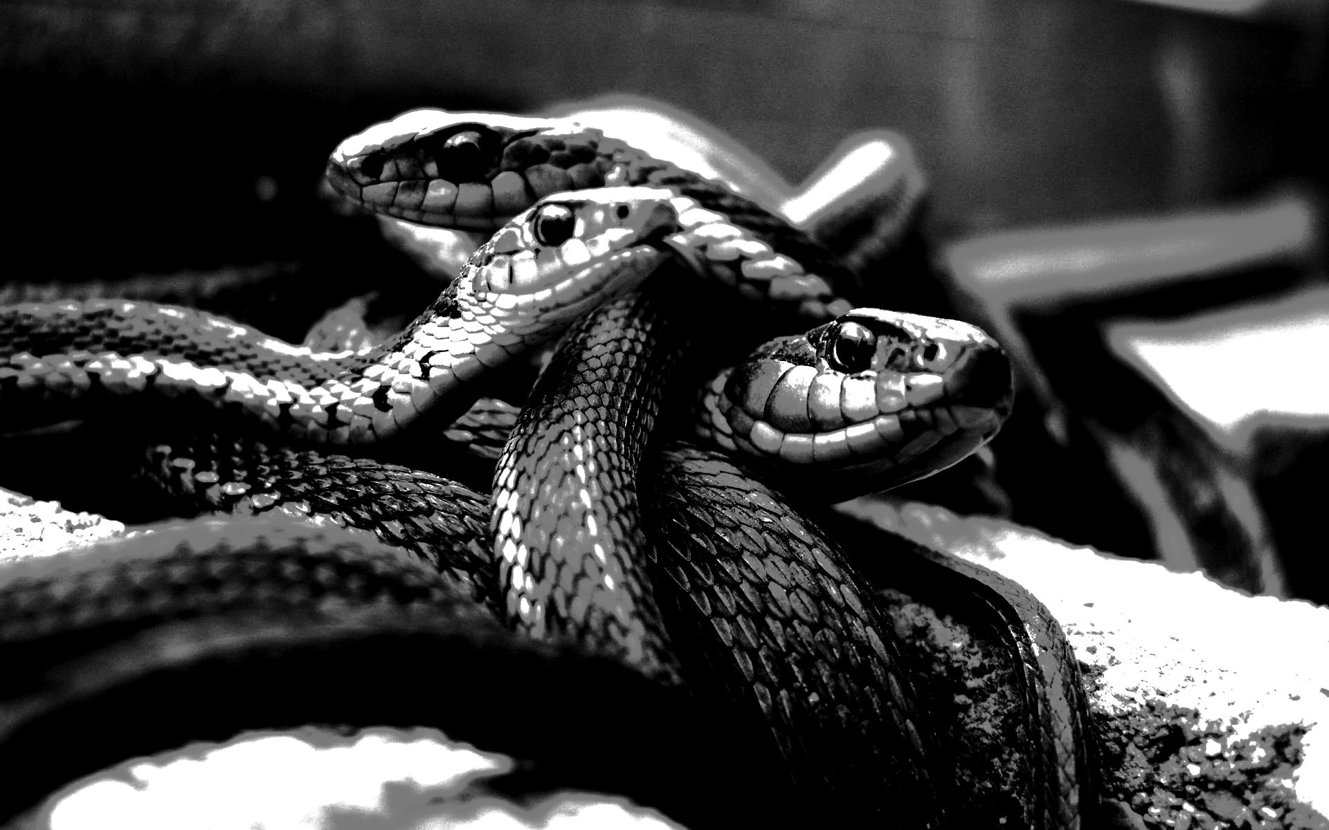 1920x1200 Black And White Snake