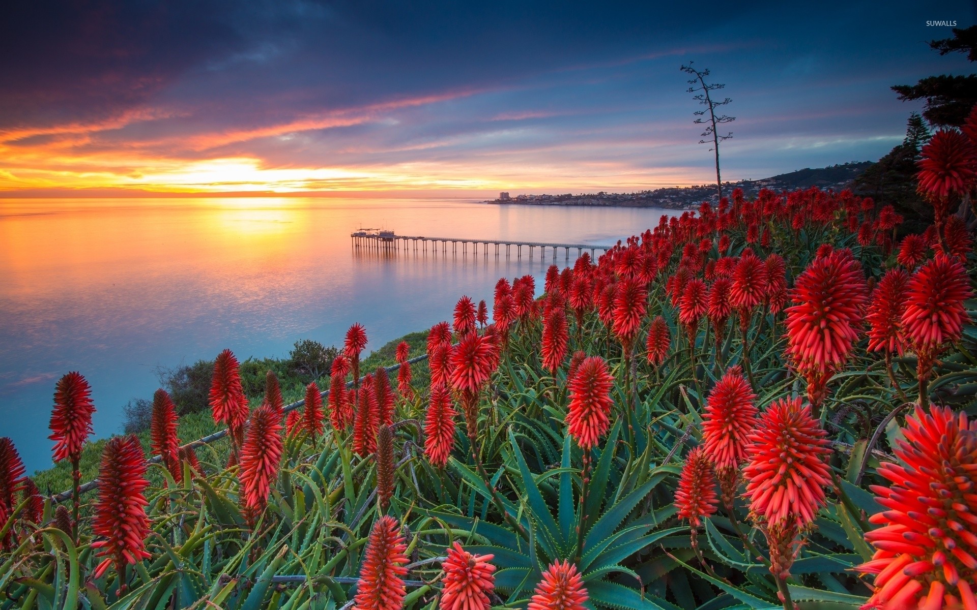 1920x1200 Sunset over exotic flowers wallpaper