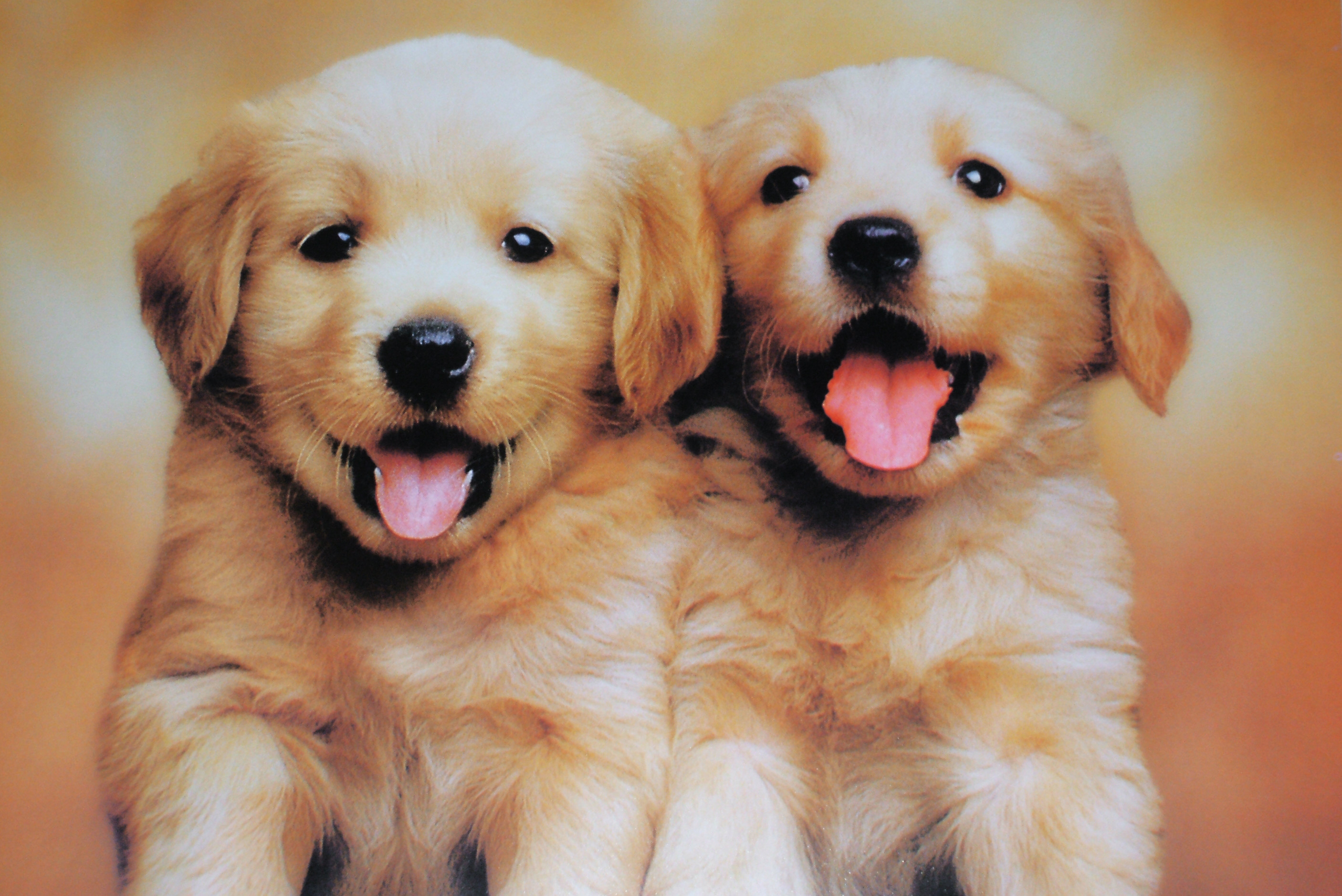 2812x1878 Description For Cute Twin Puppies Wallpaper Cute Twin Puppies .
