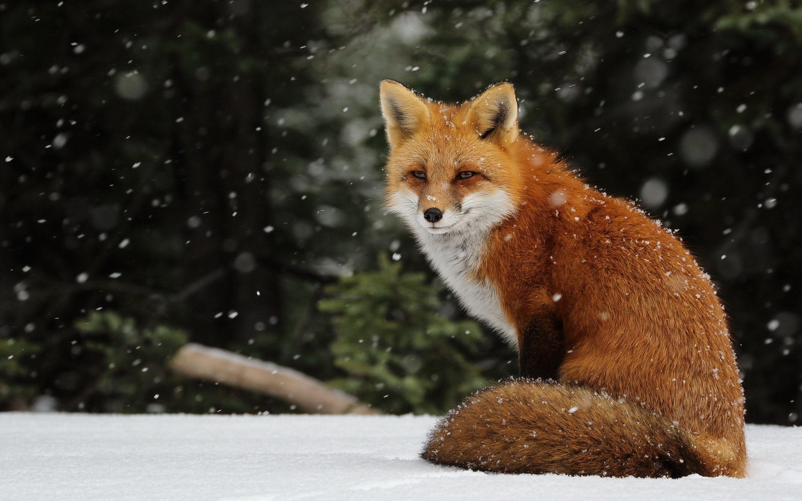2560x1600 Fox-In-WInter-Snow-Wallpapers-HD-images.jpg (