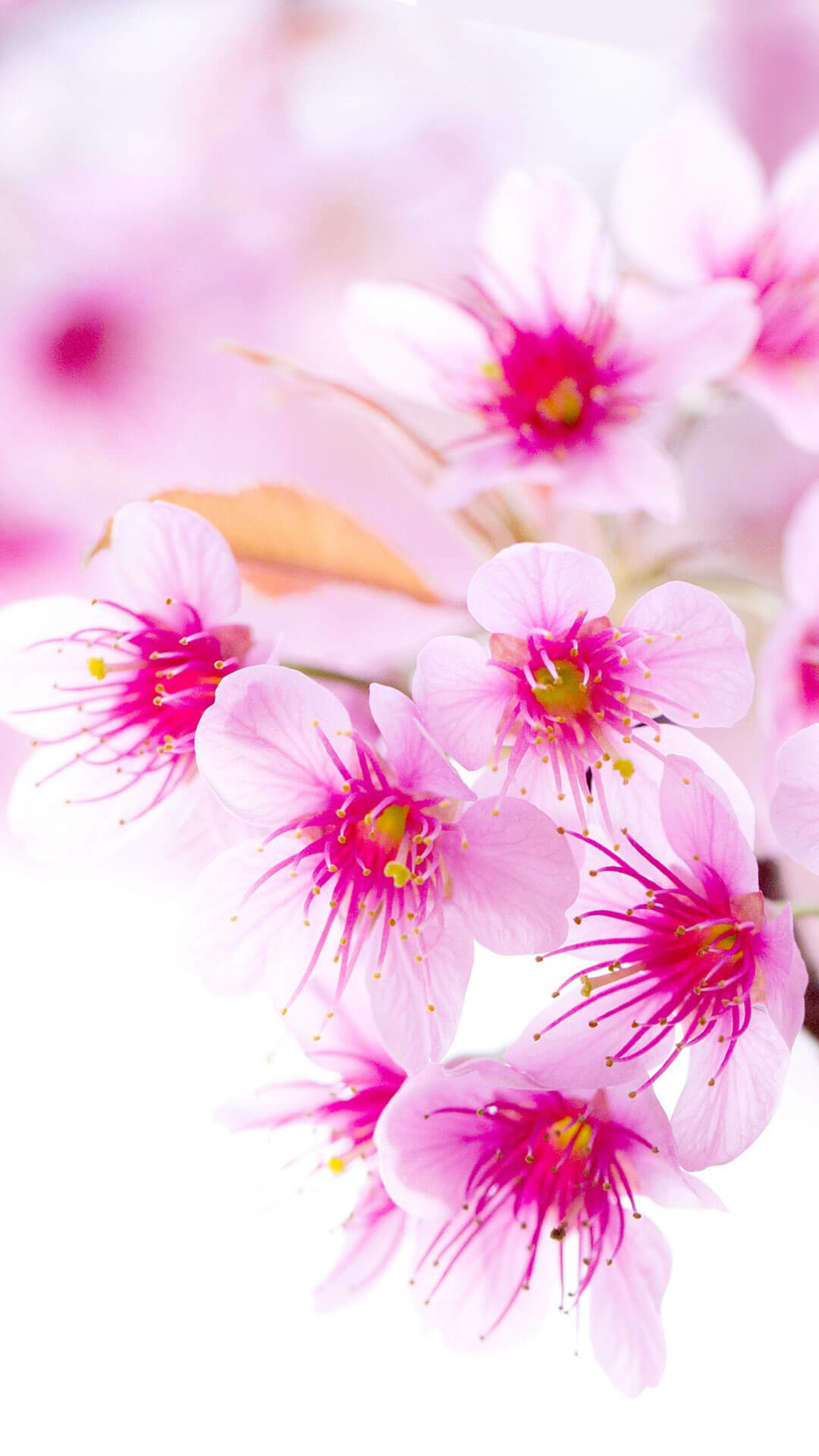1080x1920 Cherry Blossom iPhone Wallpaper Tumblr HD