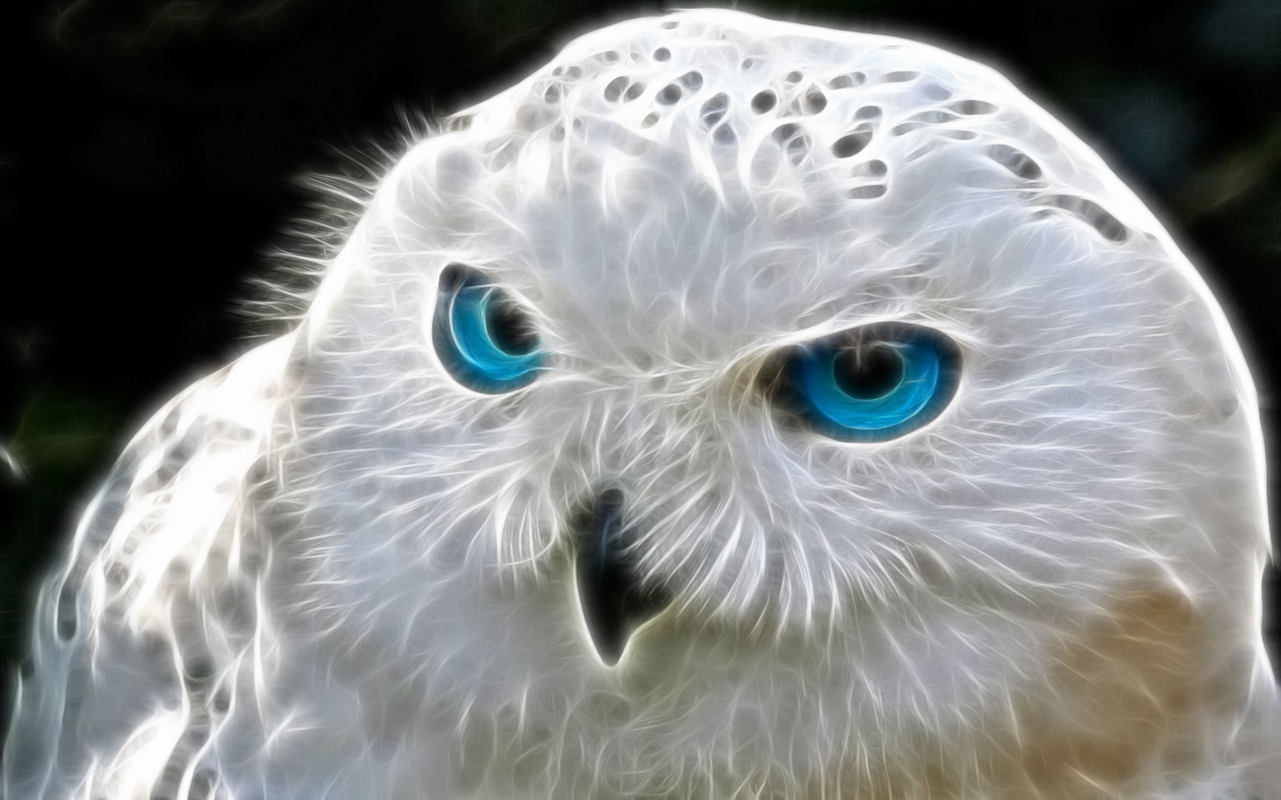 2560x1600 Animal - Owl White Blue Eye Fractal Digital Abstract Wallpaper