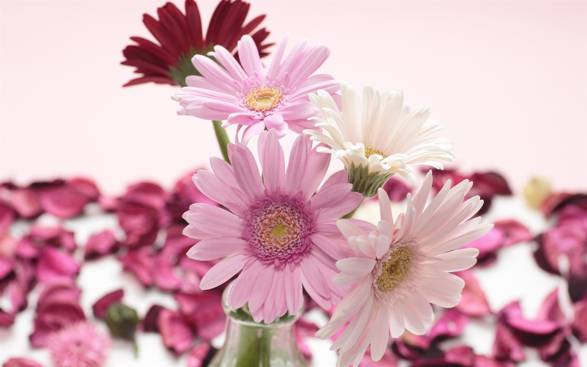 1920x1200 White And Pink Flower Wallpapers Iphone : Flower Wallpaper .
