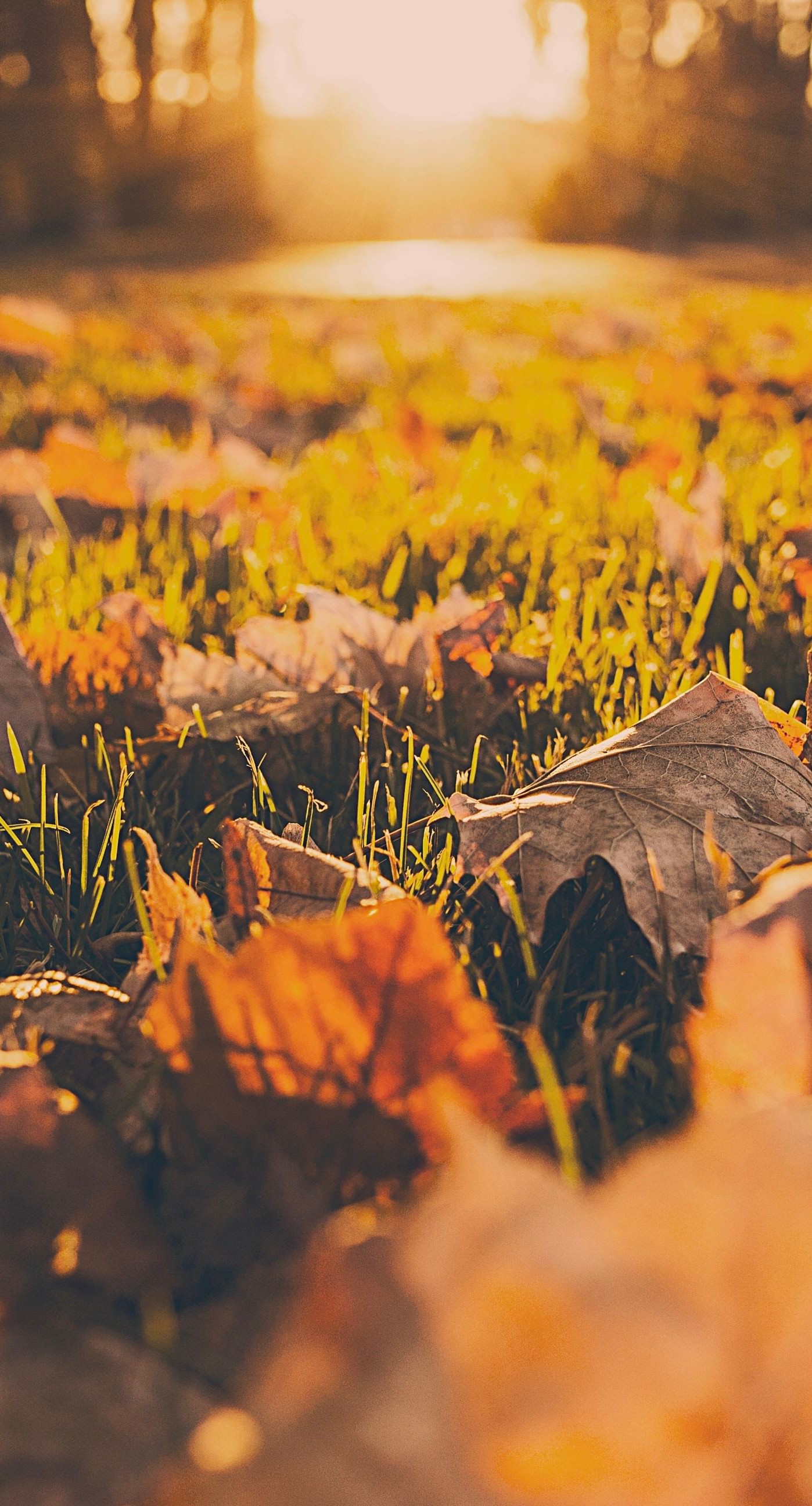 1398x2592 Landscape dead leaves fall blur iPhone6s Plus / iPhone6 Plus Wallpaper