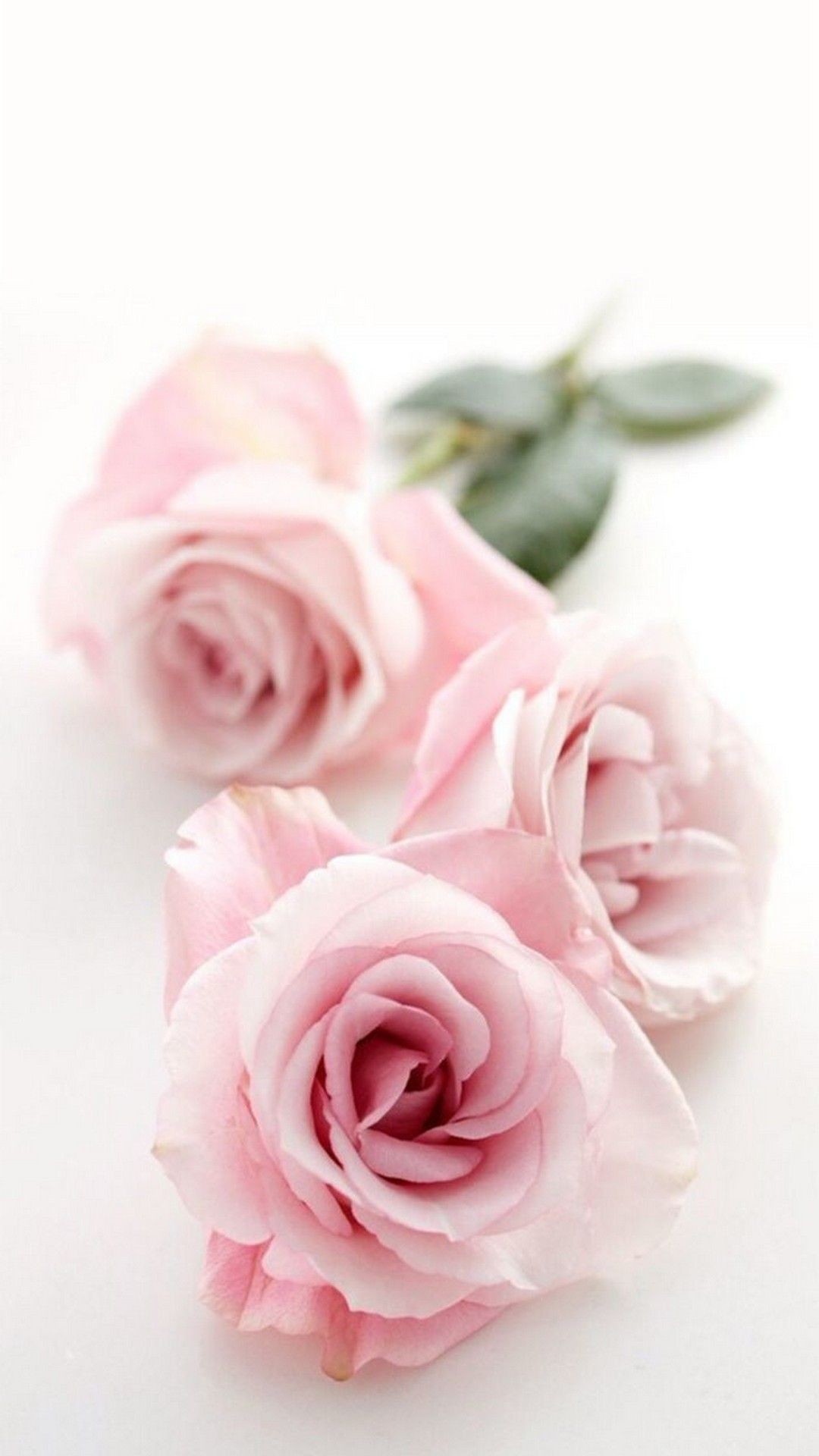Beautiful Pink Flower Wallpapers  Top Free Beautiful Pink Flower  Backgrounds  WallpaperAccess
