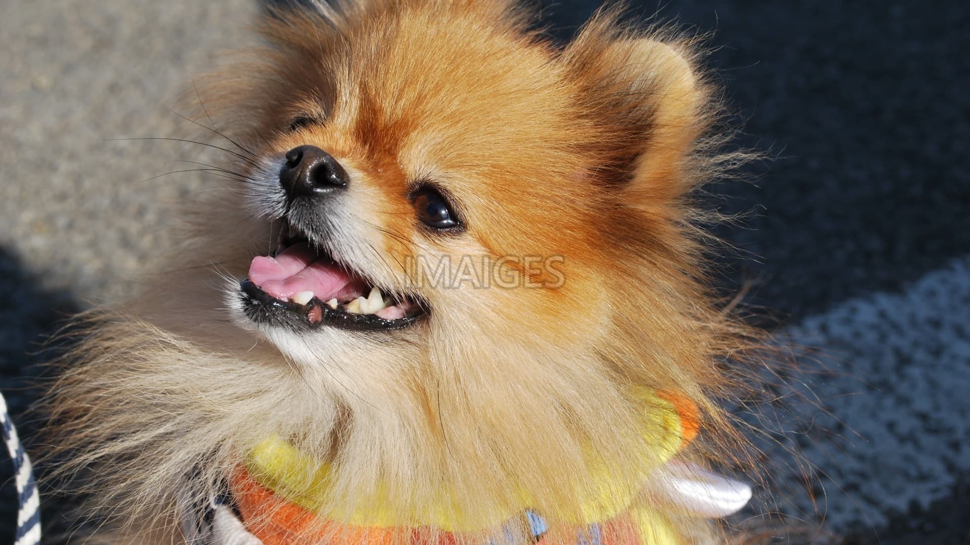 1920x1080 Pomeranian, Dog, Smile, Pet, Happy