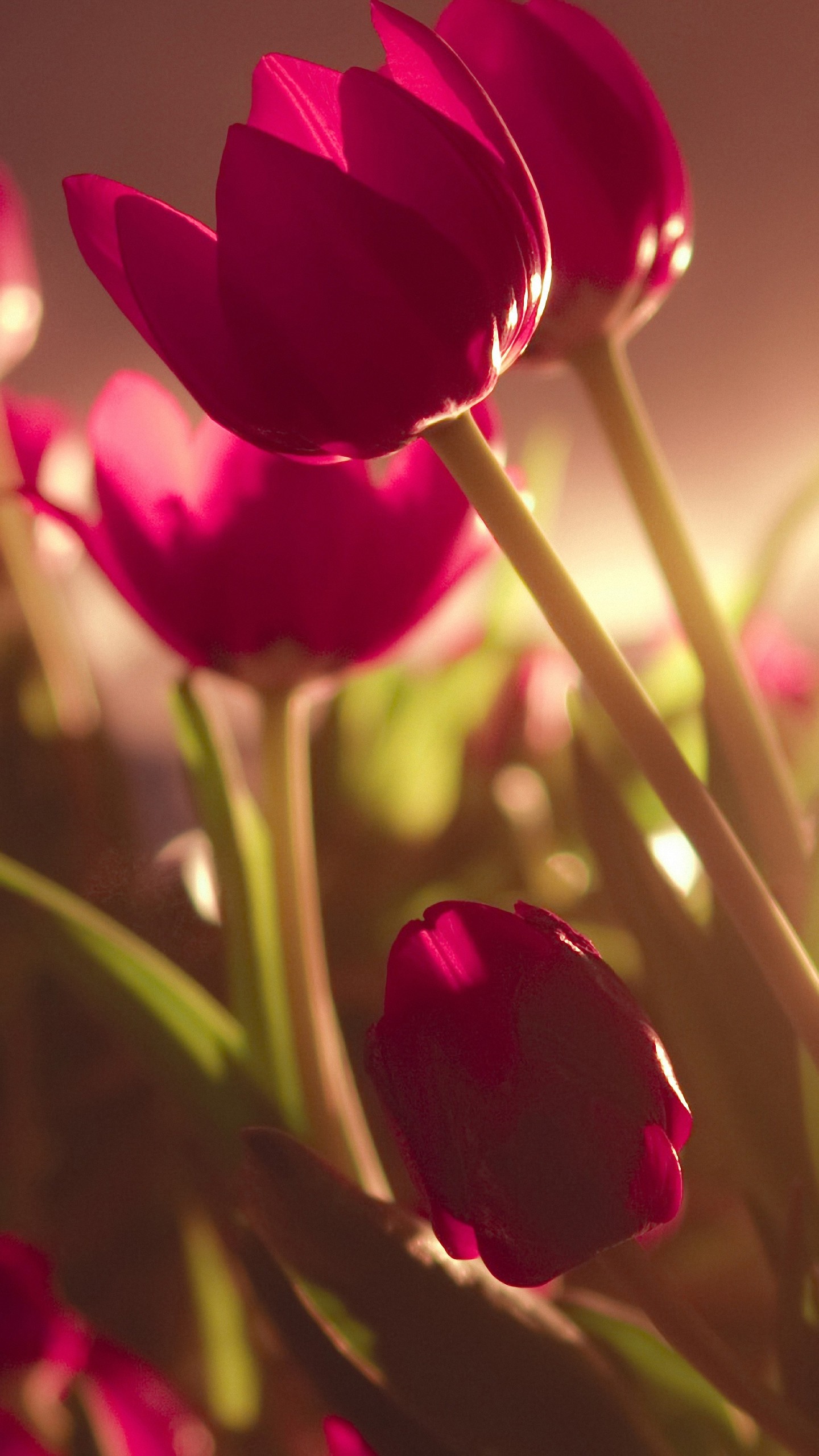 1440x2560 ... Mobile Beautiful Tulips sony xperia z4 Wallpapers HD 