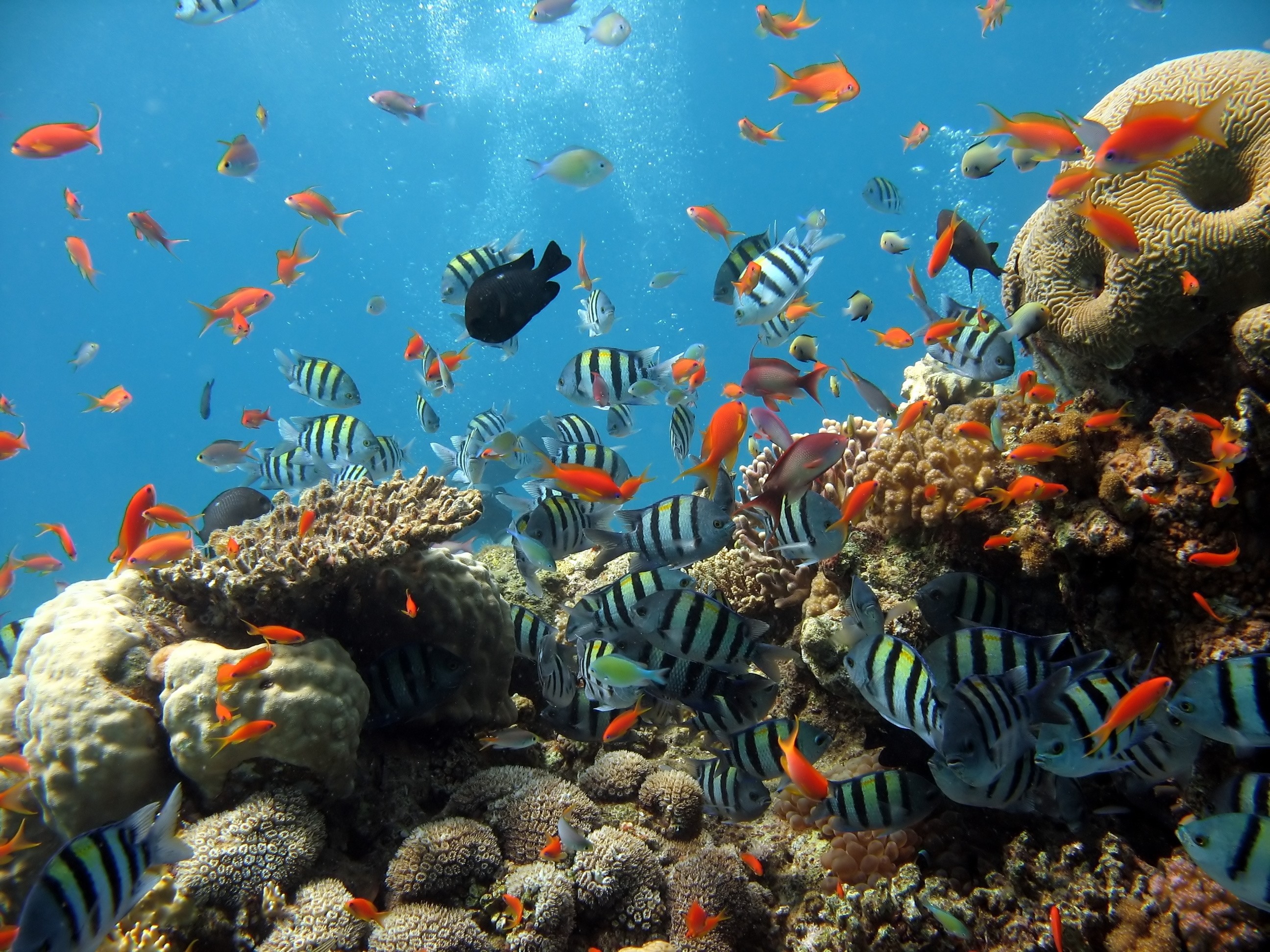 2592x1944  Wallpaper underwater, ocean, fish