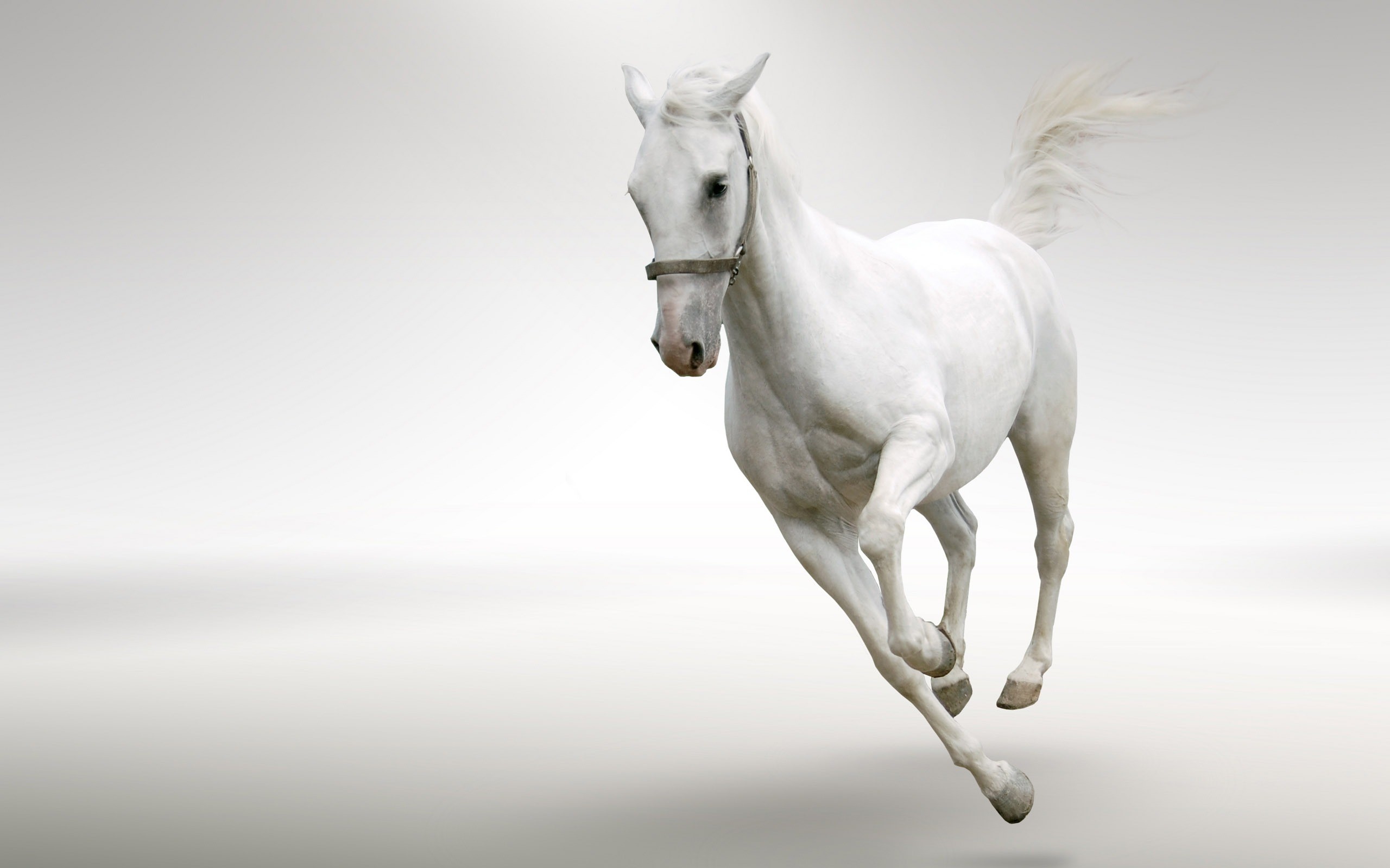 2560x1600 Graceful Arabian horse