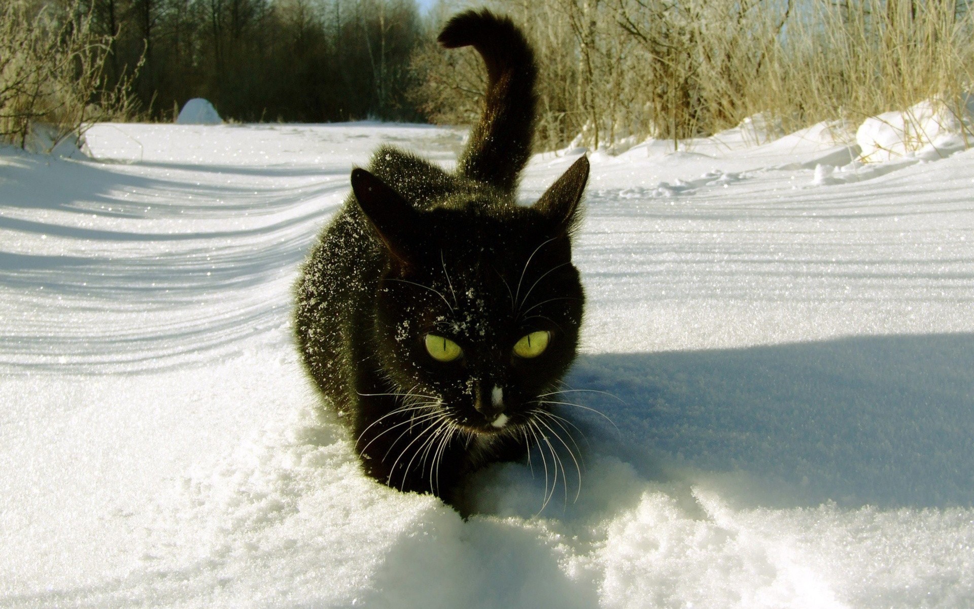 1920x1200 Black Cat in the Snow wallpapers and stock photos