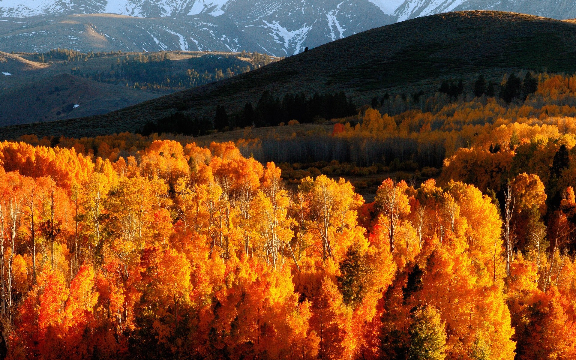 1920x1200 ... October Wallpaper, Background .  Wallpaper autumn,  trees, gold, mountains, light, hills, slopes,