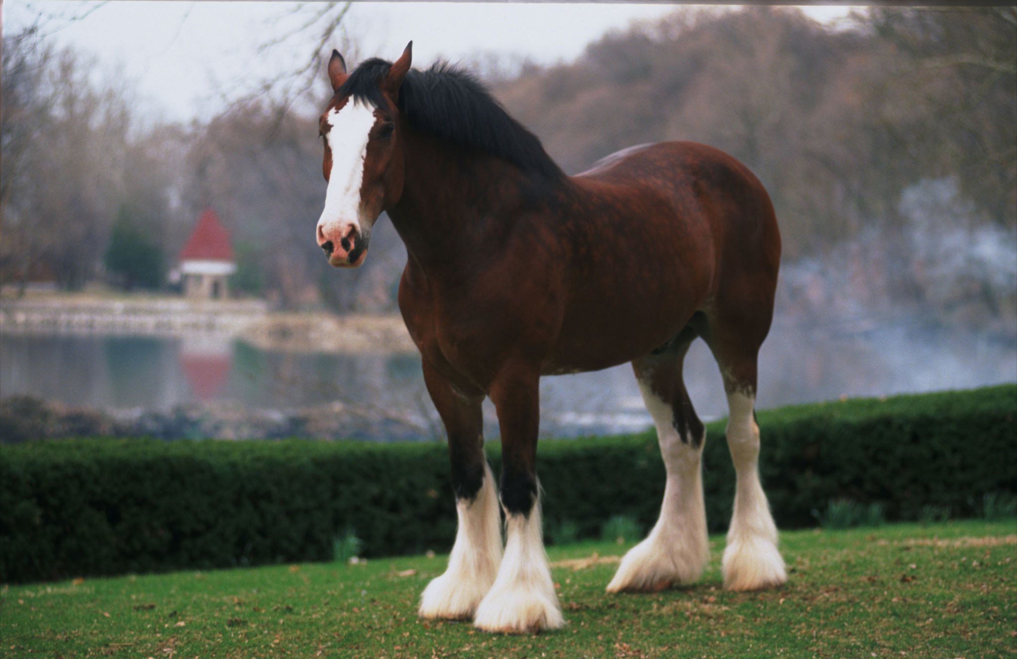 2048x1327 Budweiser Clydesdales Wallpaper Budweiser clydesdales image
