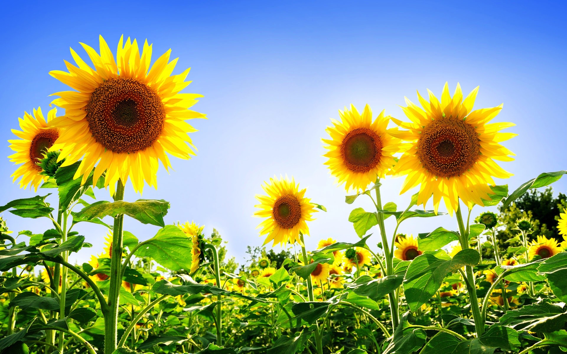1920x1200 Gorgeous Sunflowers