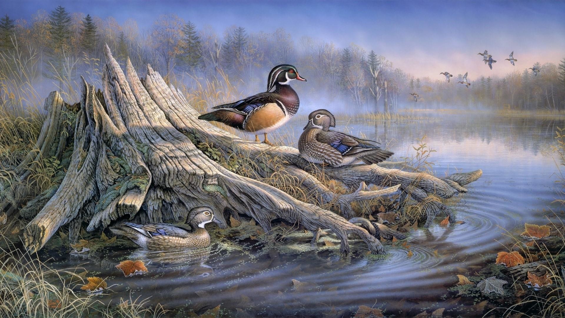 Wood Duck Wallpaper (51+ images)