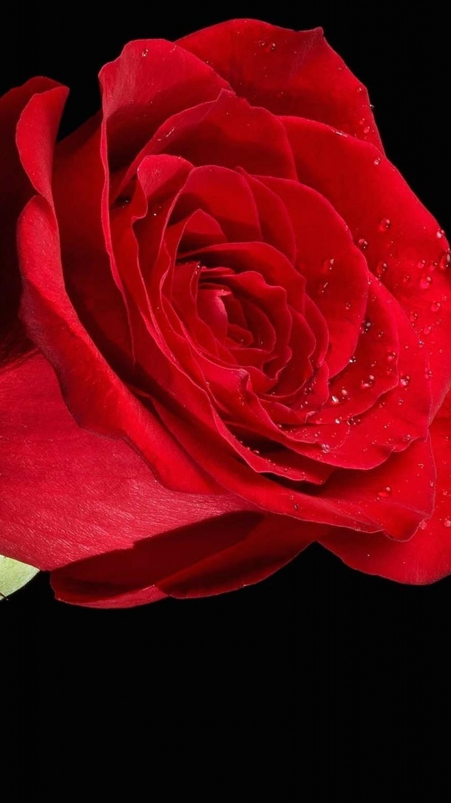 1440x2560  Wallpaper rose, flower, red, black background