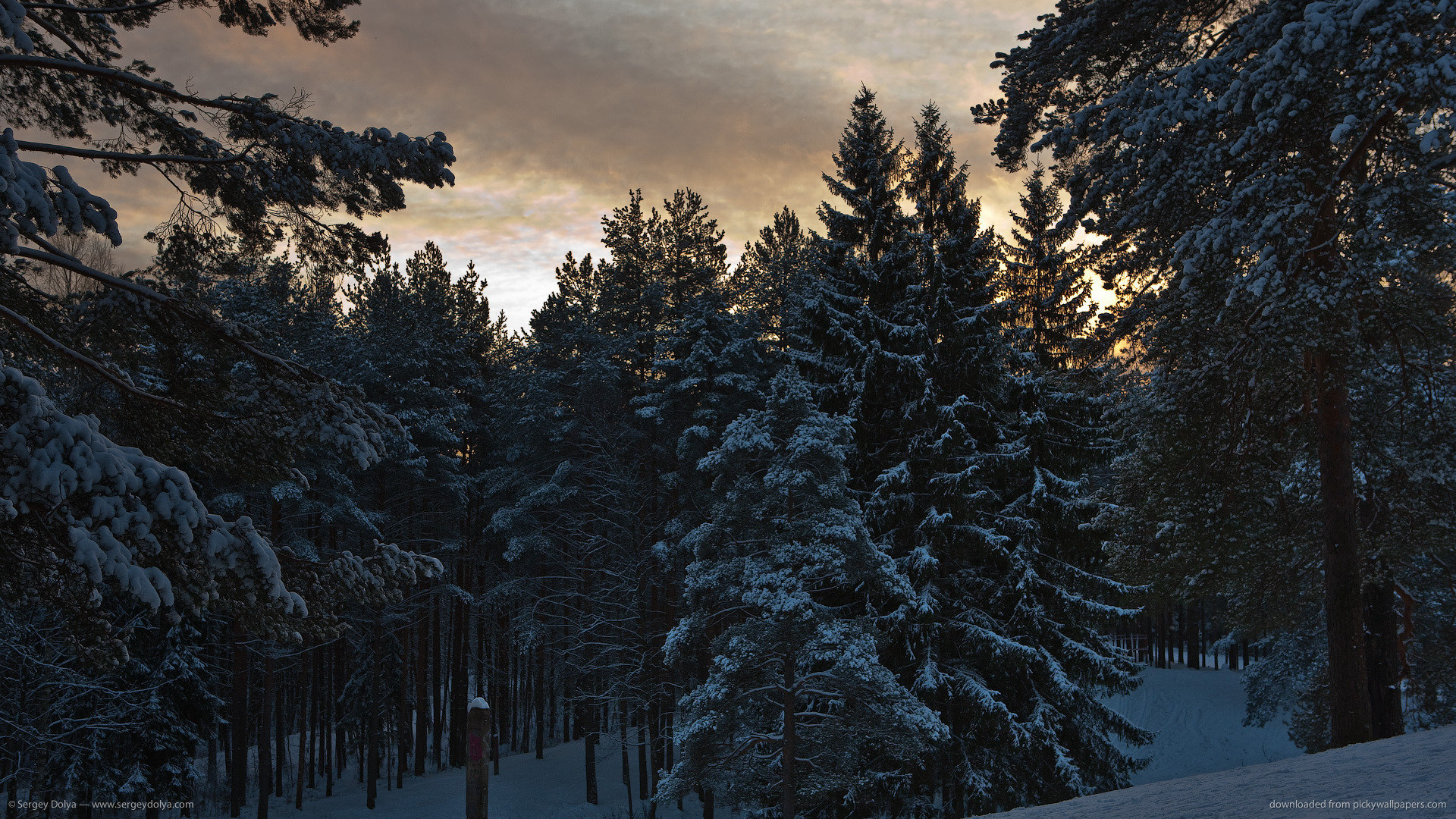 1920x1080  Snowy pine trees for 