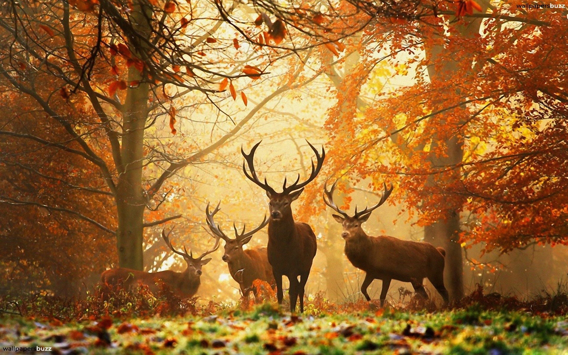 1920x1200 ... kings of the forest hd wallpaper ...