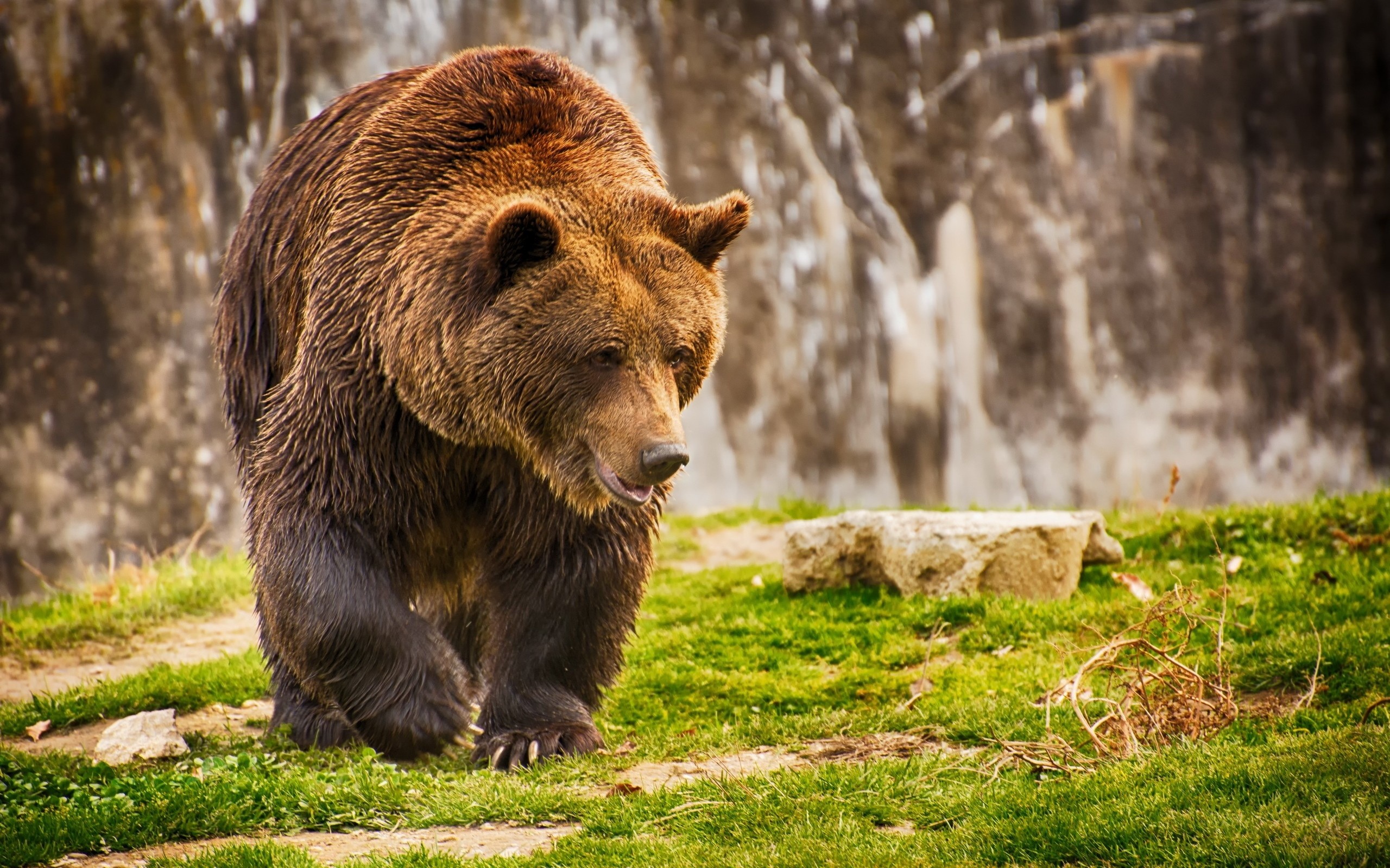 2560x1600 Wallpaper brown bear bear romania grass wet bear 