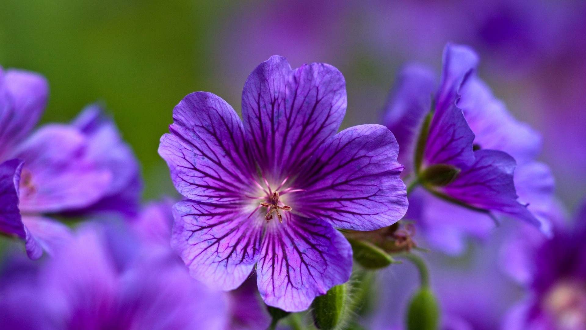 1920x1080 Preview wallpaper violet, flowers, close-up, petals 