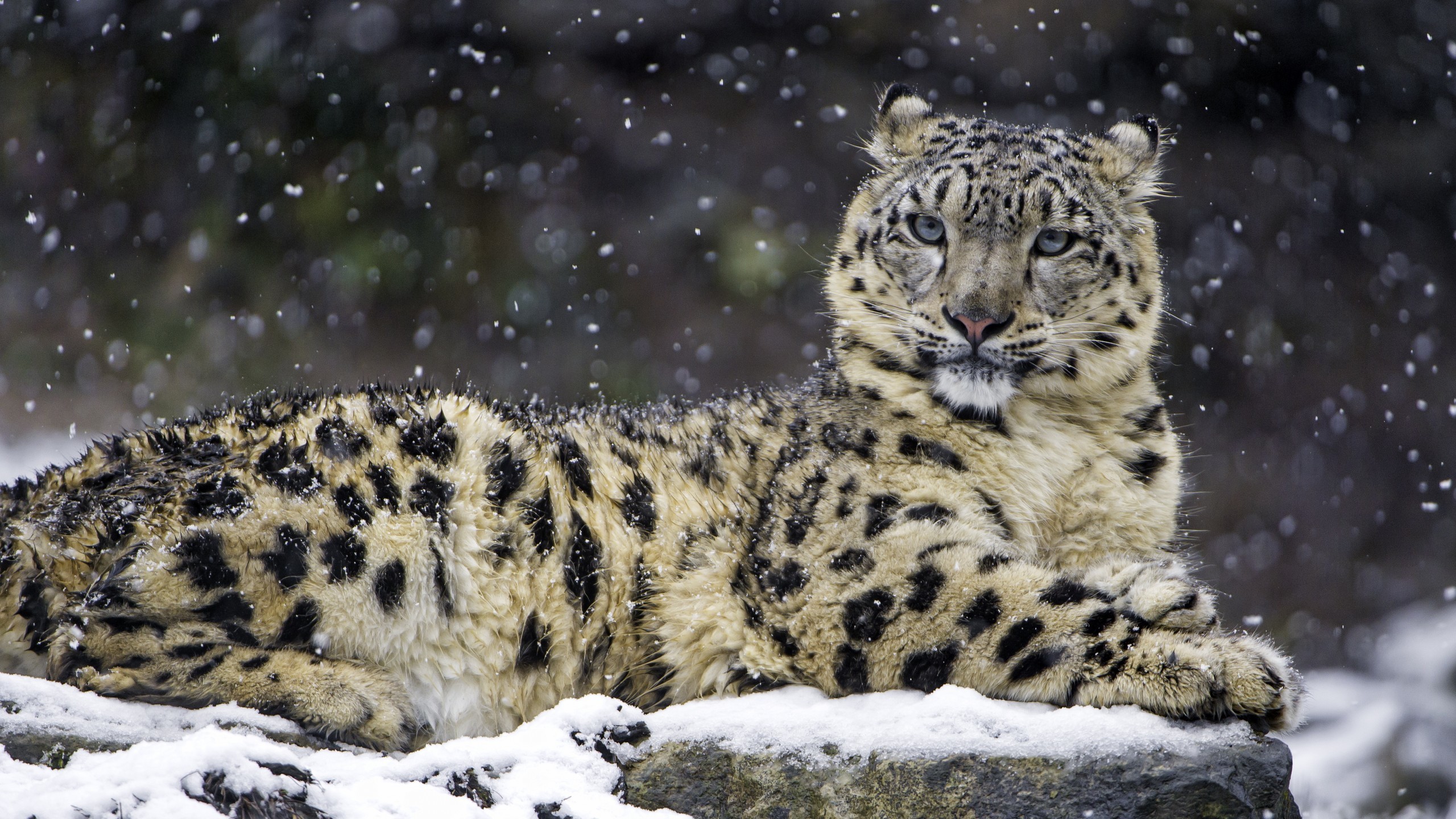 2560x1440 Animals / Snow leopard Wallpaper