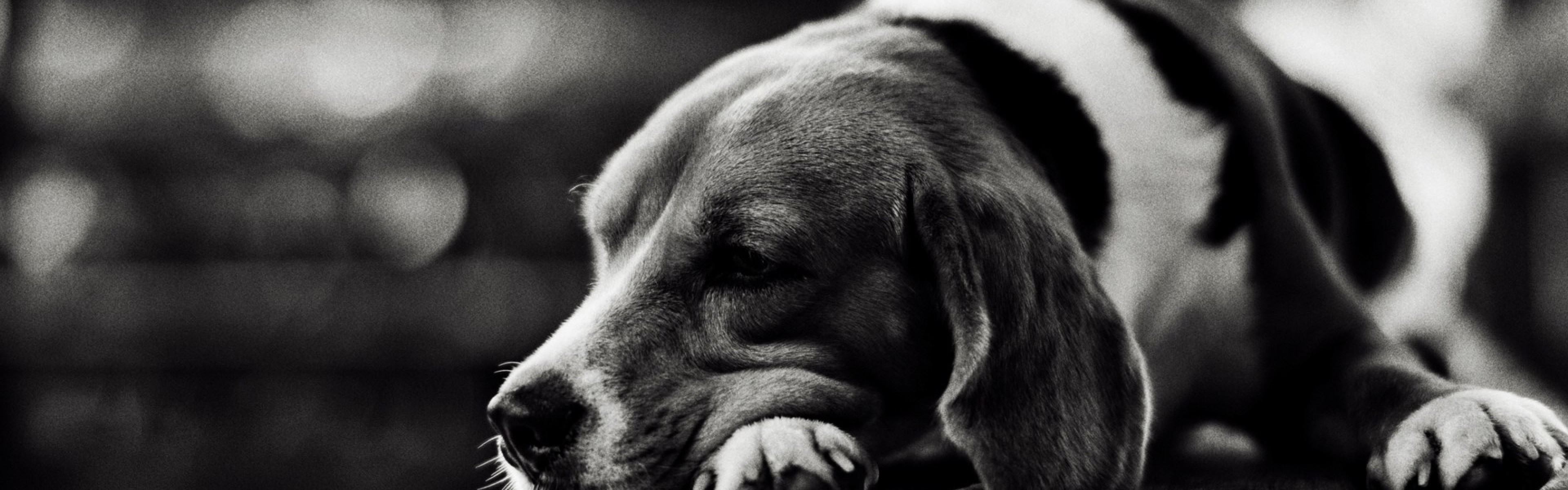 3840x1200  Wallpaper dog, lie down, face, tired, sad, black white