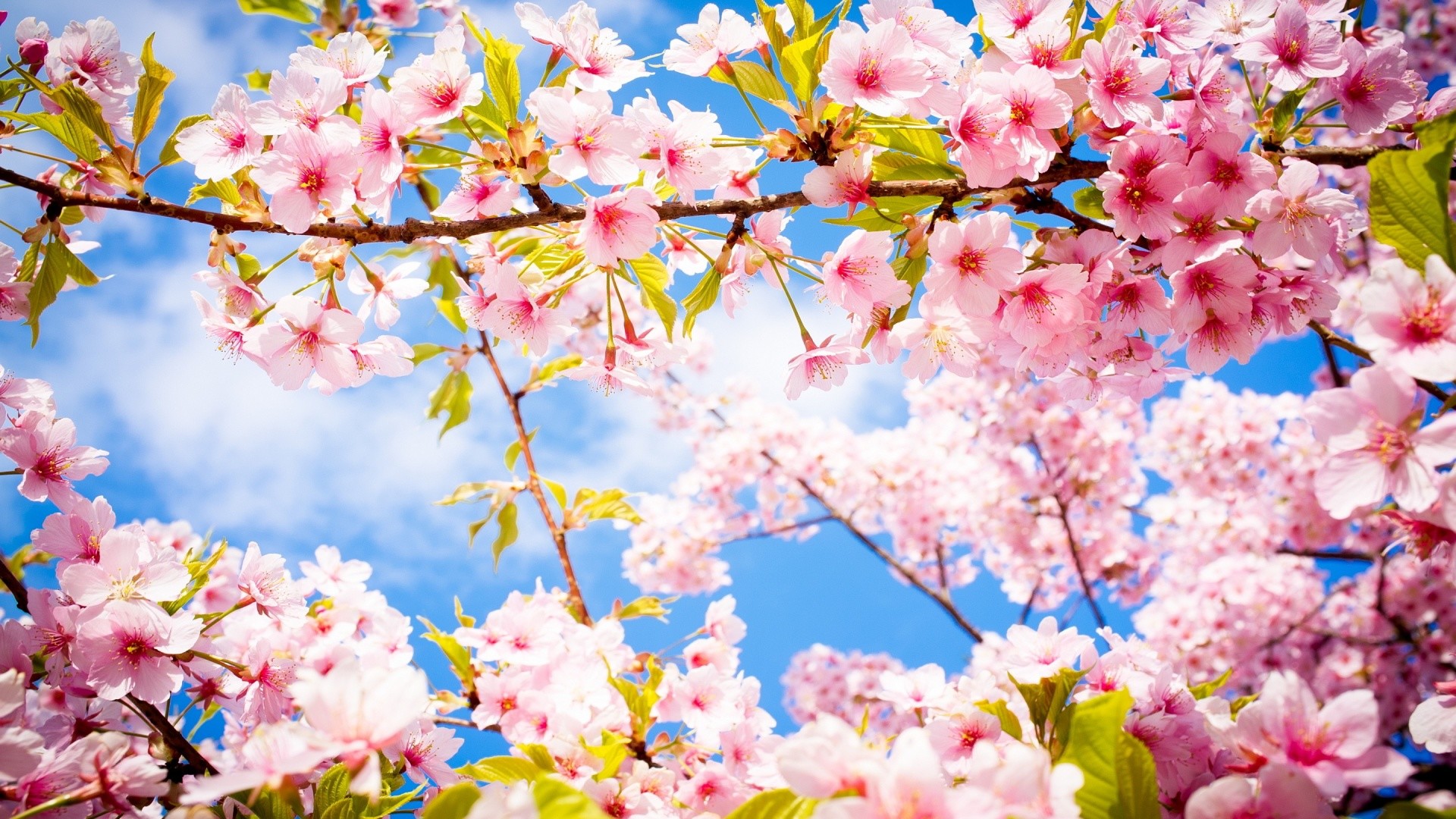 1920x1080 Spring Wallpaper Cherry Blossom HD Wallpapers