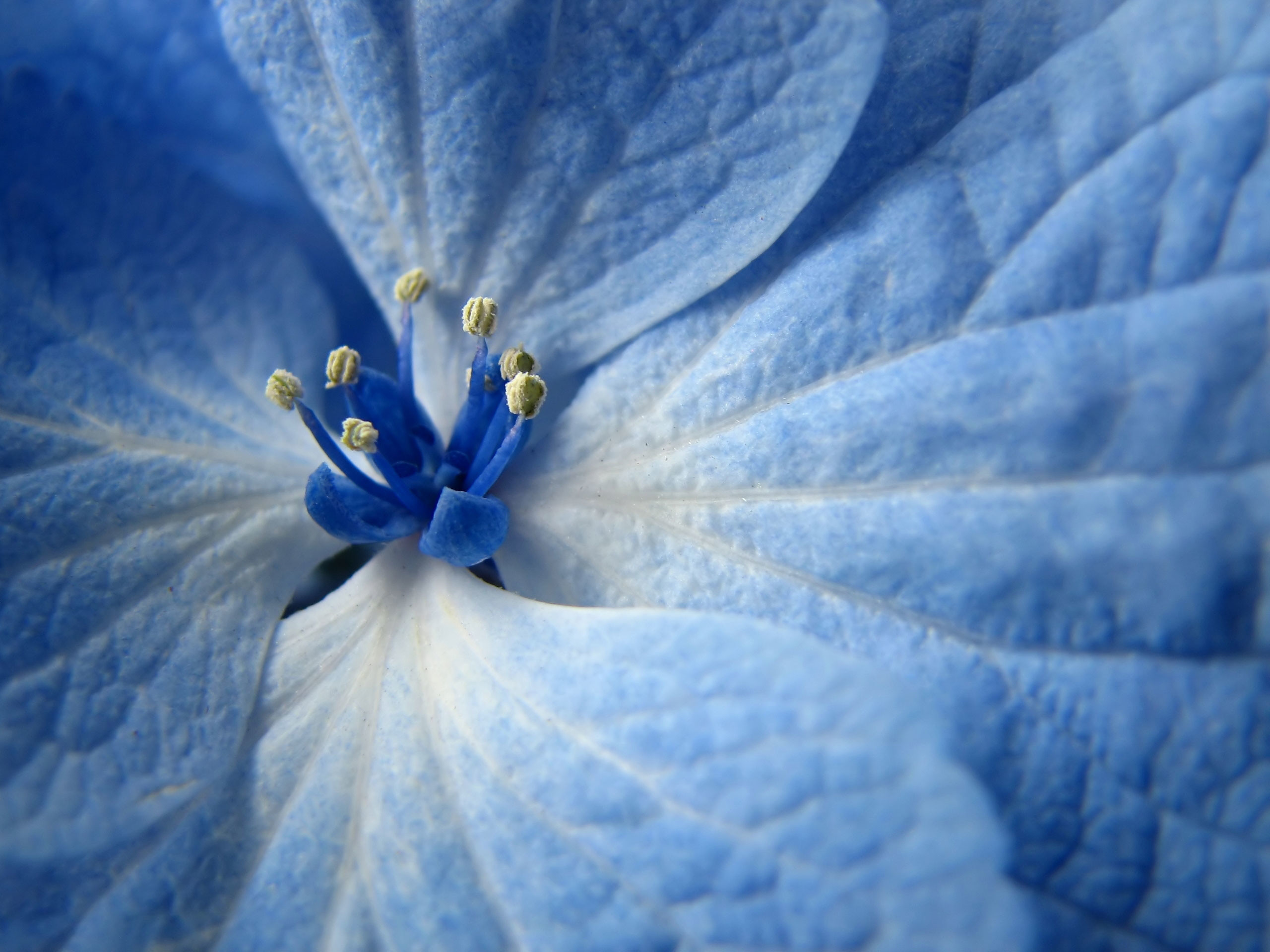 2560x1920 Blue Flower