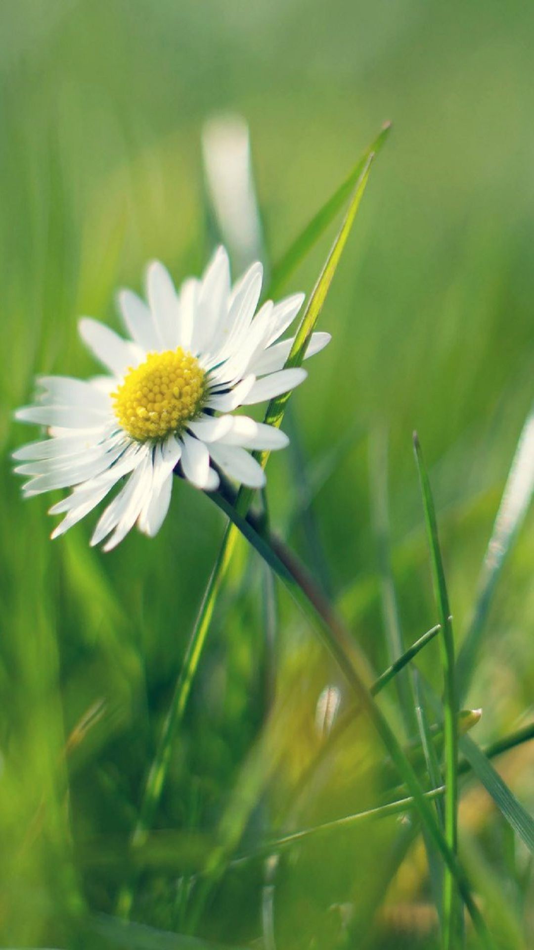 1080x1920 White Daisy Flower Spring Android Wallpaper ...
