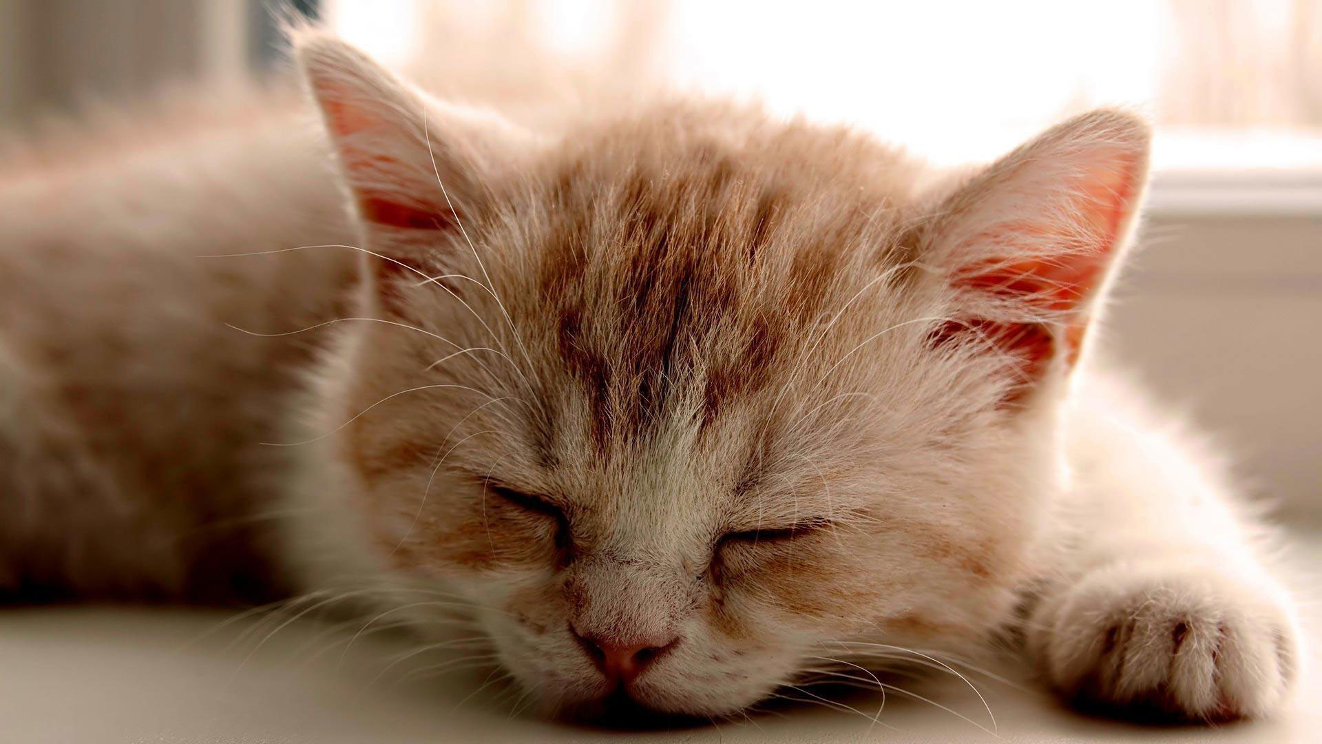 1920x1080 hd pics photos cute beautiful sleeping cat hd quality desktop background  wallpaper