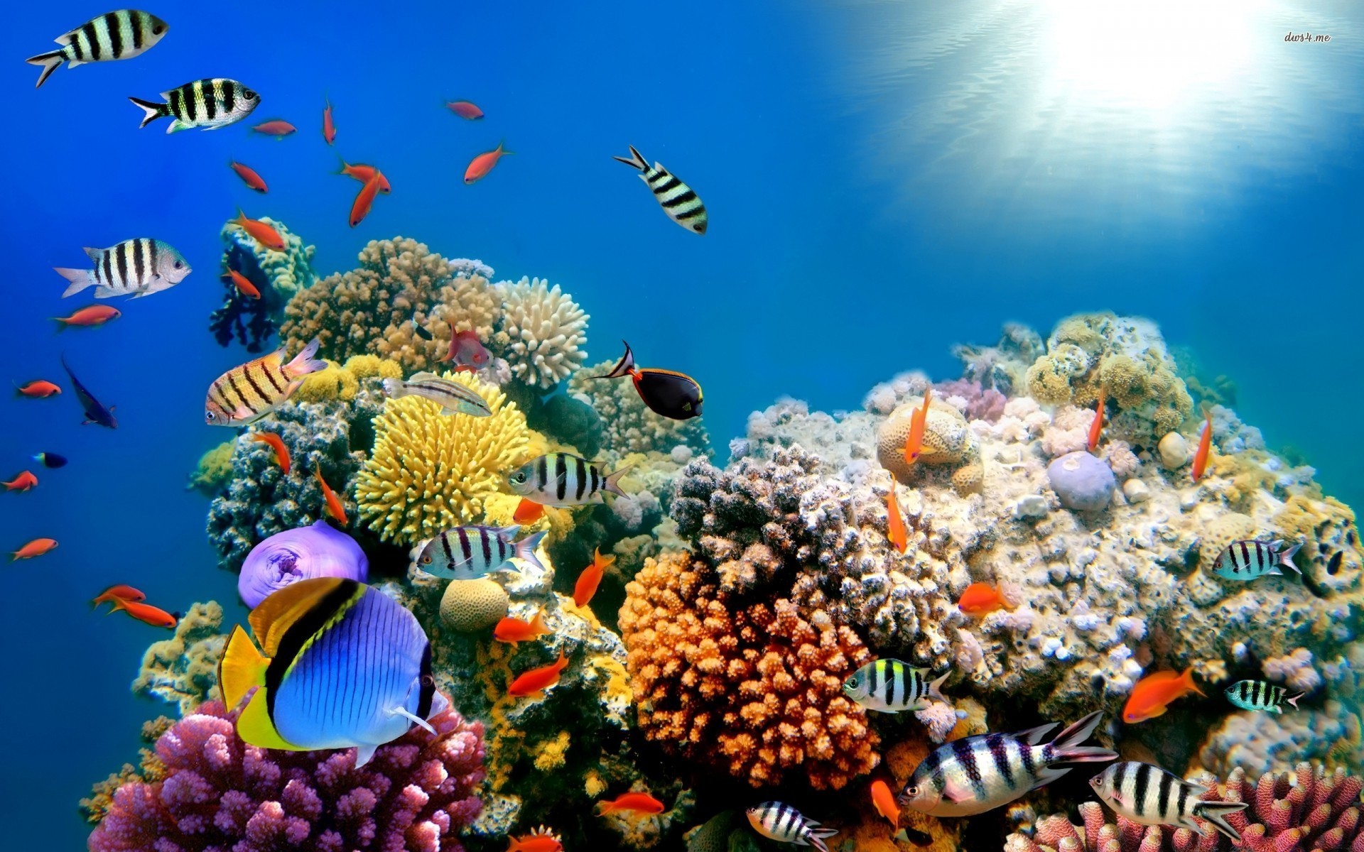 1920x1200 Reef Fish HD Wide Wallpaper for Widescreen (13 Wallpapers)